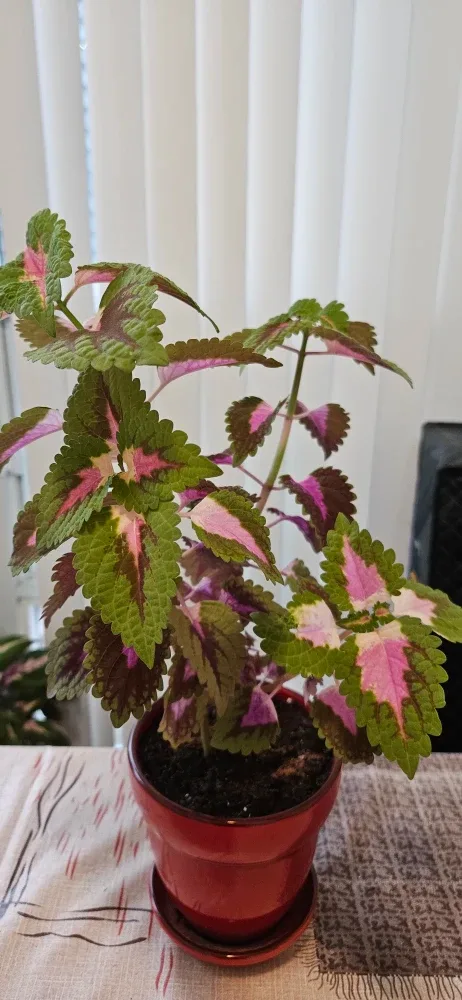 Coleus Plant in Red Pot image indicator(3)