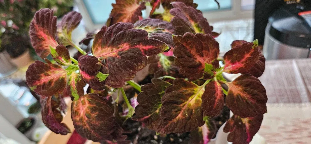 Coleus Plant in Pot