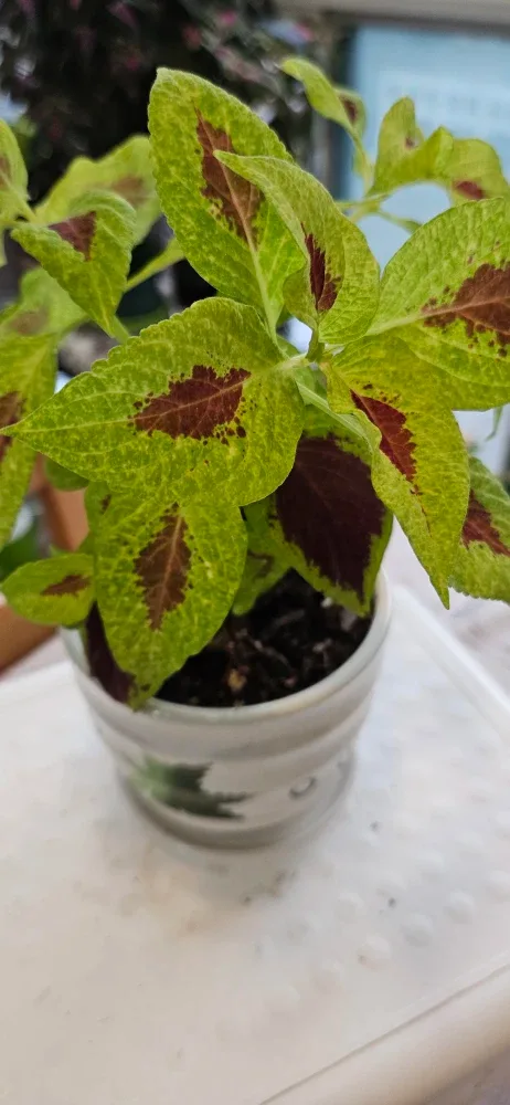 Coleus Plant in Pot