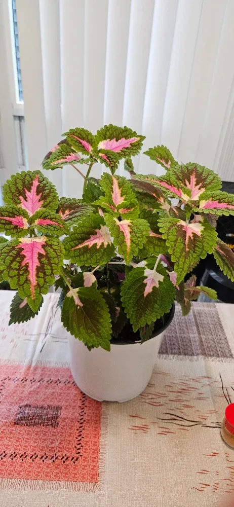 Coleus Plant in White Pot
