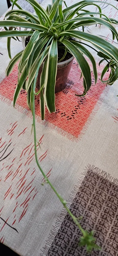 Spider Plant image indicator(4)