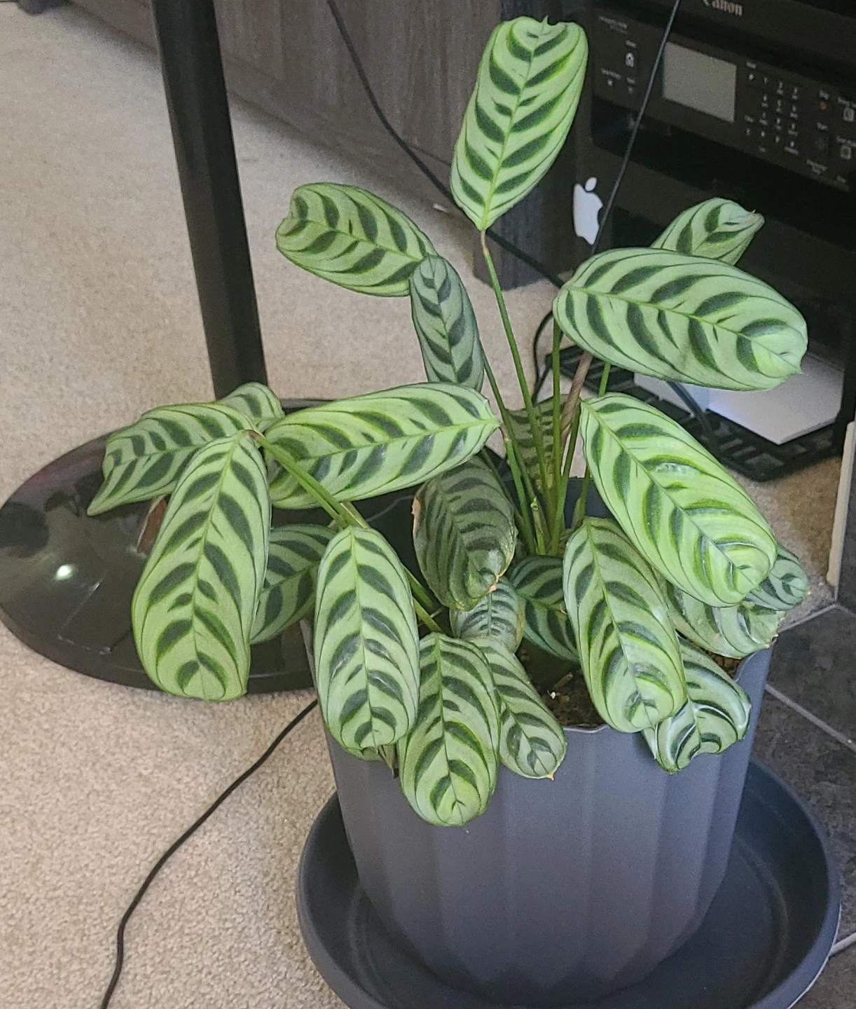 Calathea makoyana (Peacock Plant)