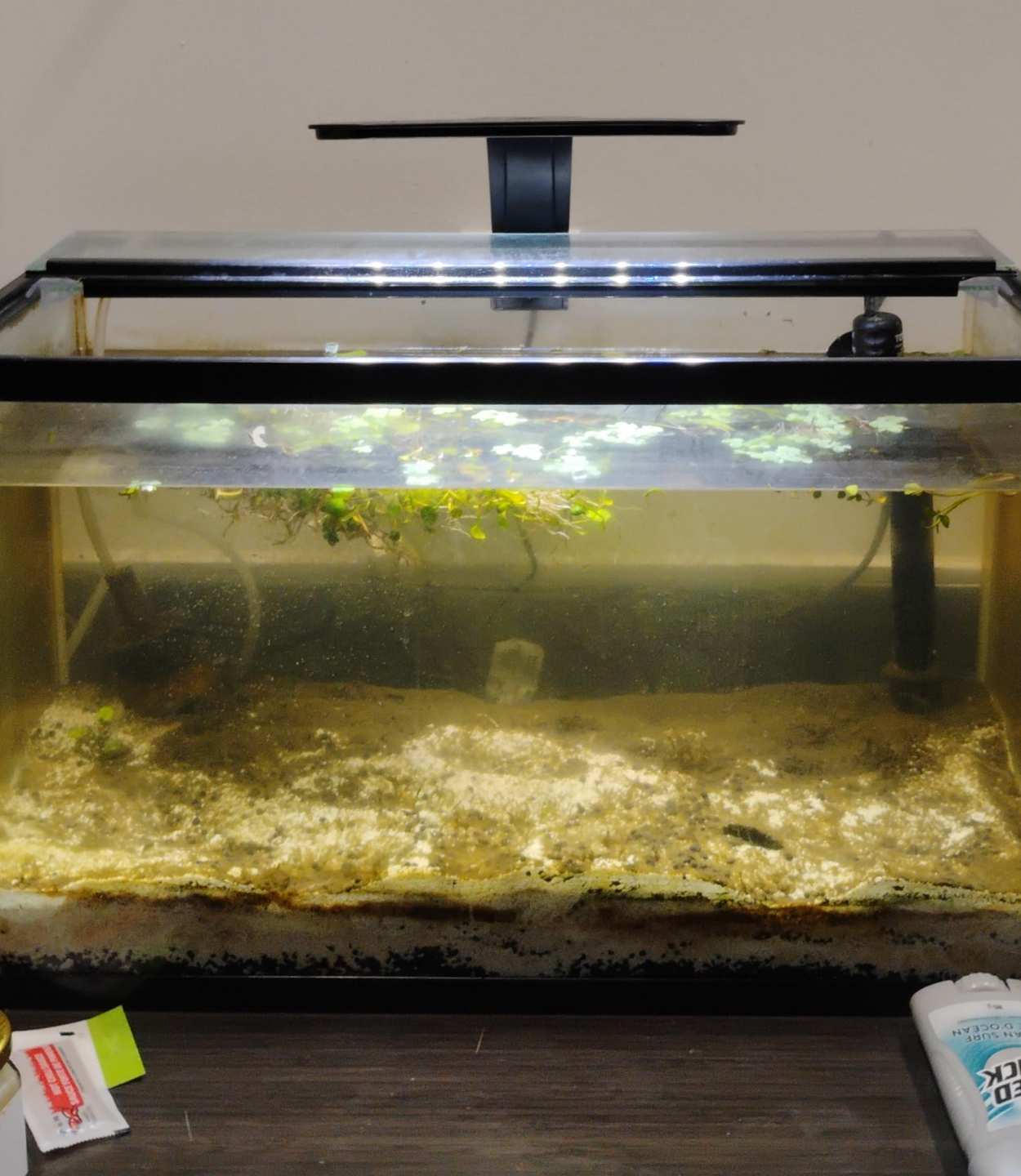 10 gallon tank with substrate thumbnail