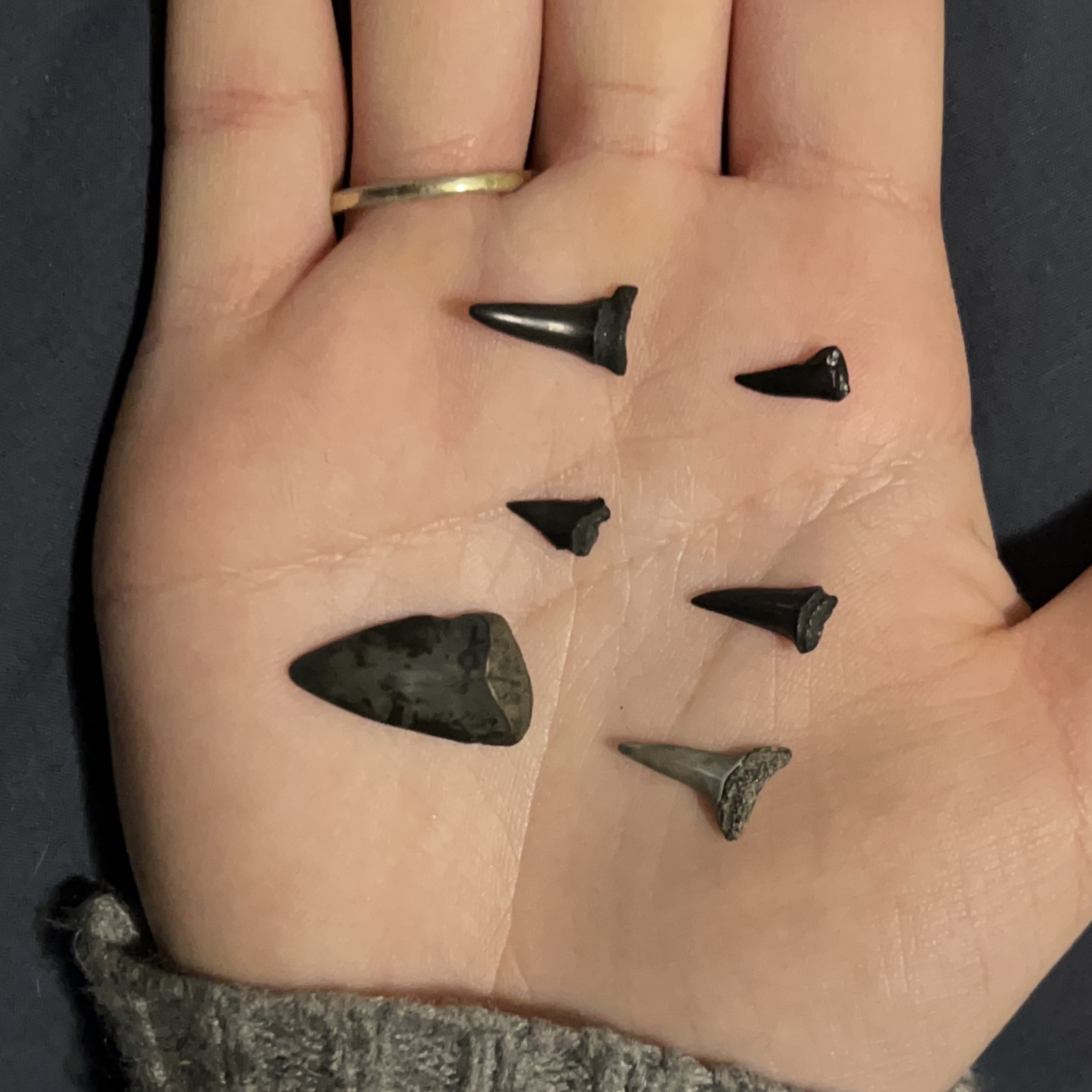 Collection of fossilized shark teeth thumbnail