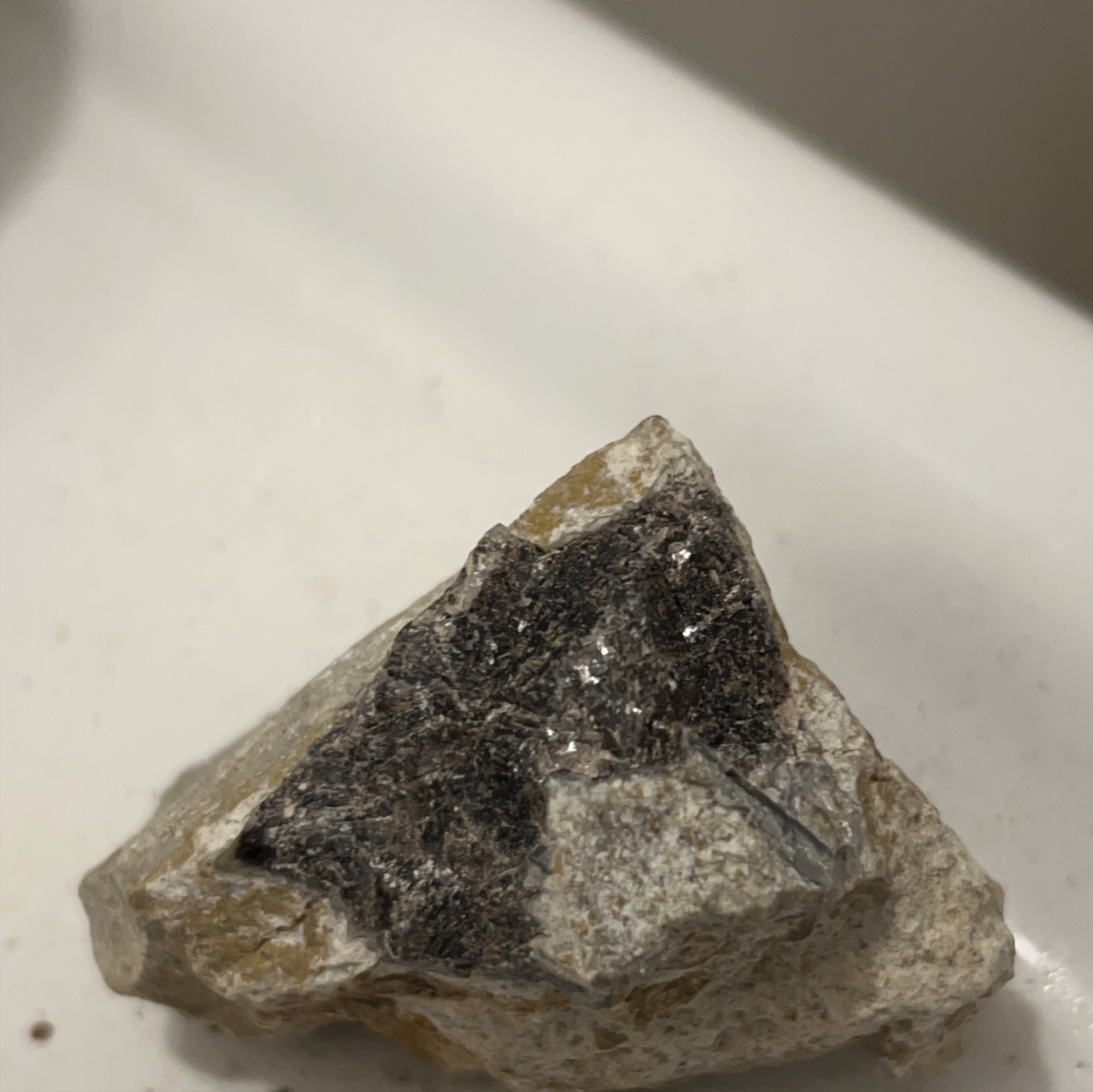 Fossil Specimen in Matrix thumbnail