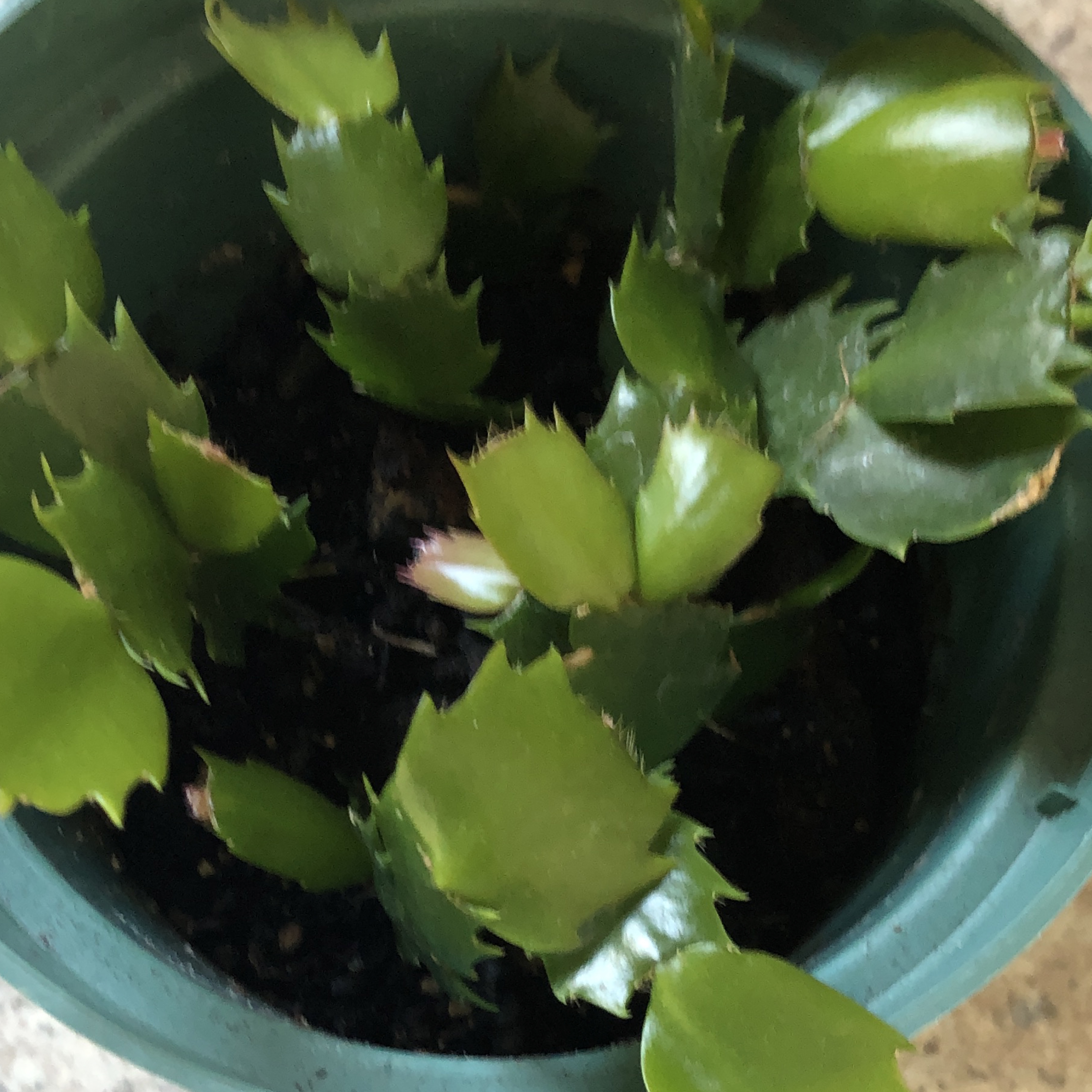 🧡Christmas Cactus Plant thumbnail