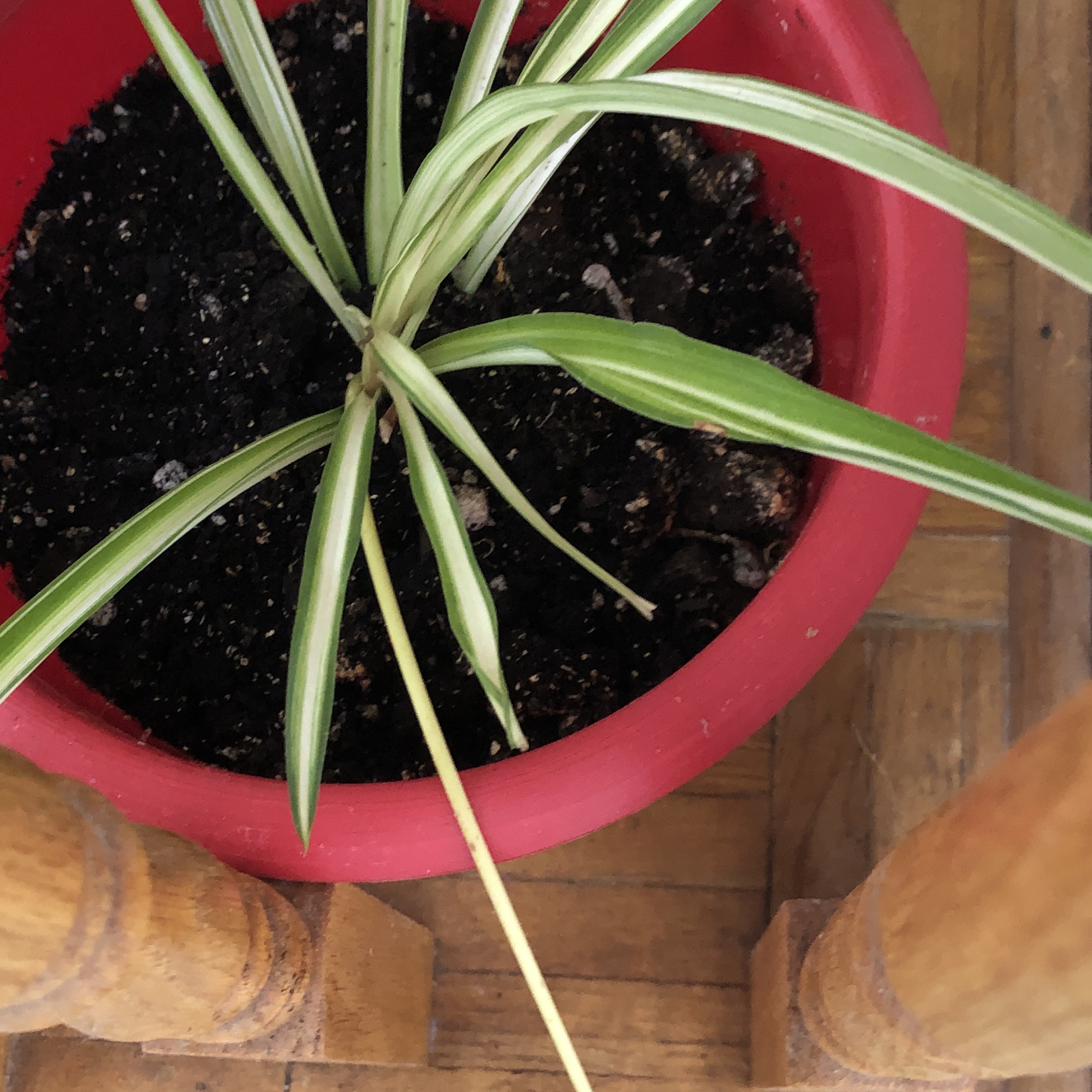 🧡Spider Plant in Red Pot thumbnail