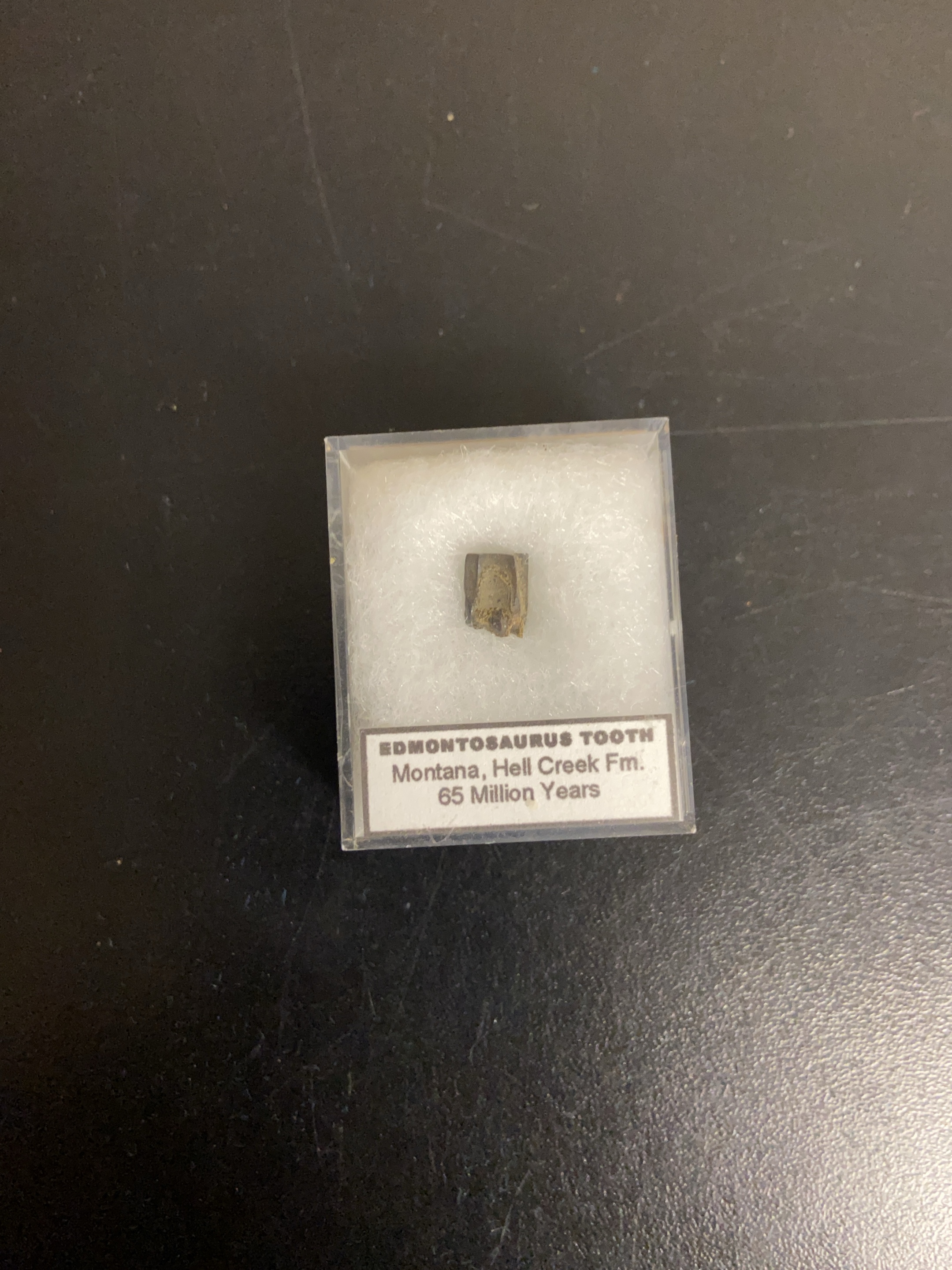 Edmontosaurus Tooth Fossil from Montana thumbnail