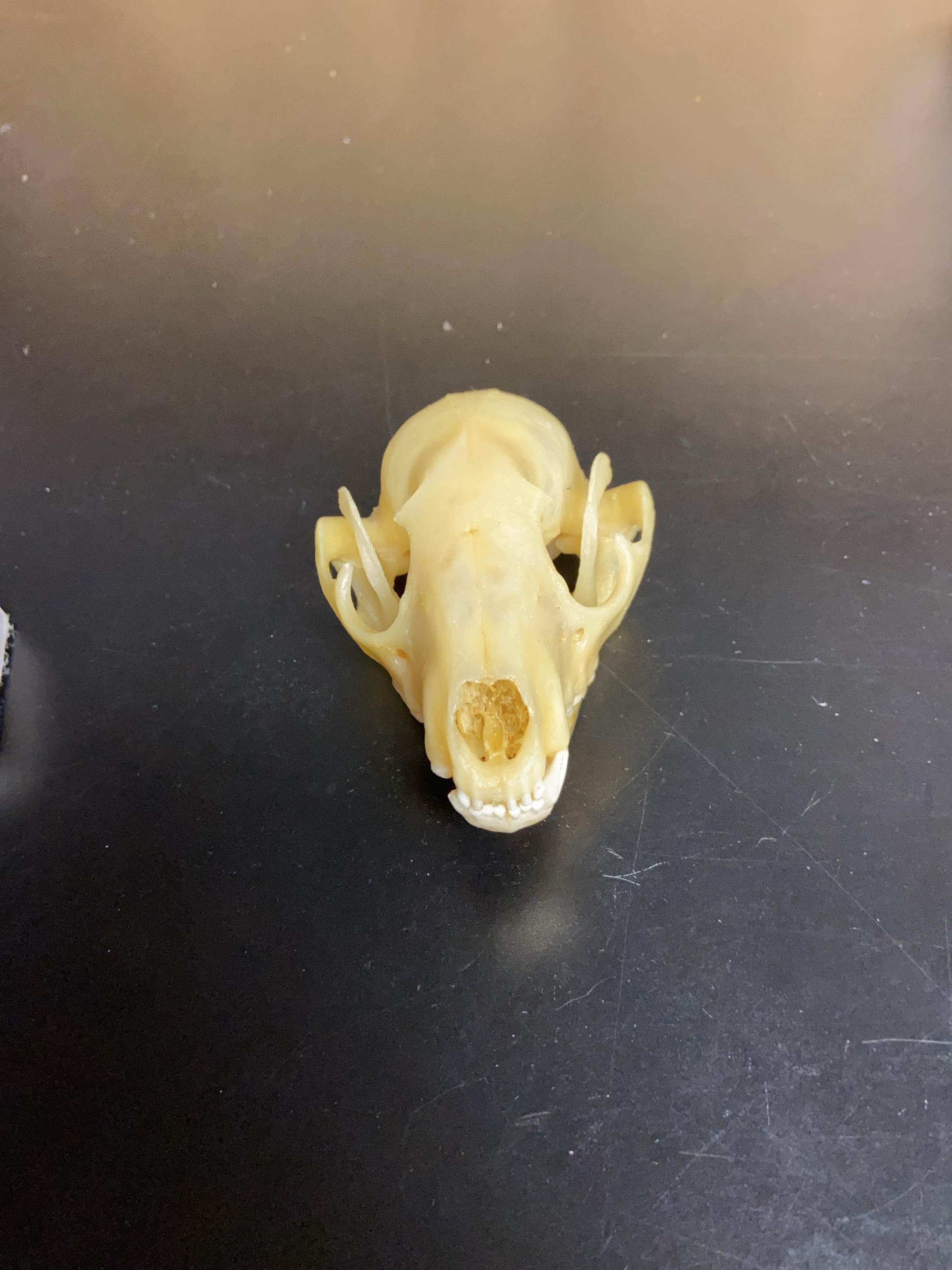 Cleaned Animal Skull thumbnail