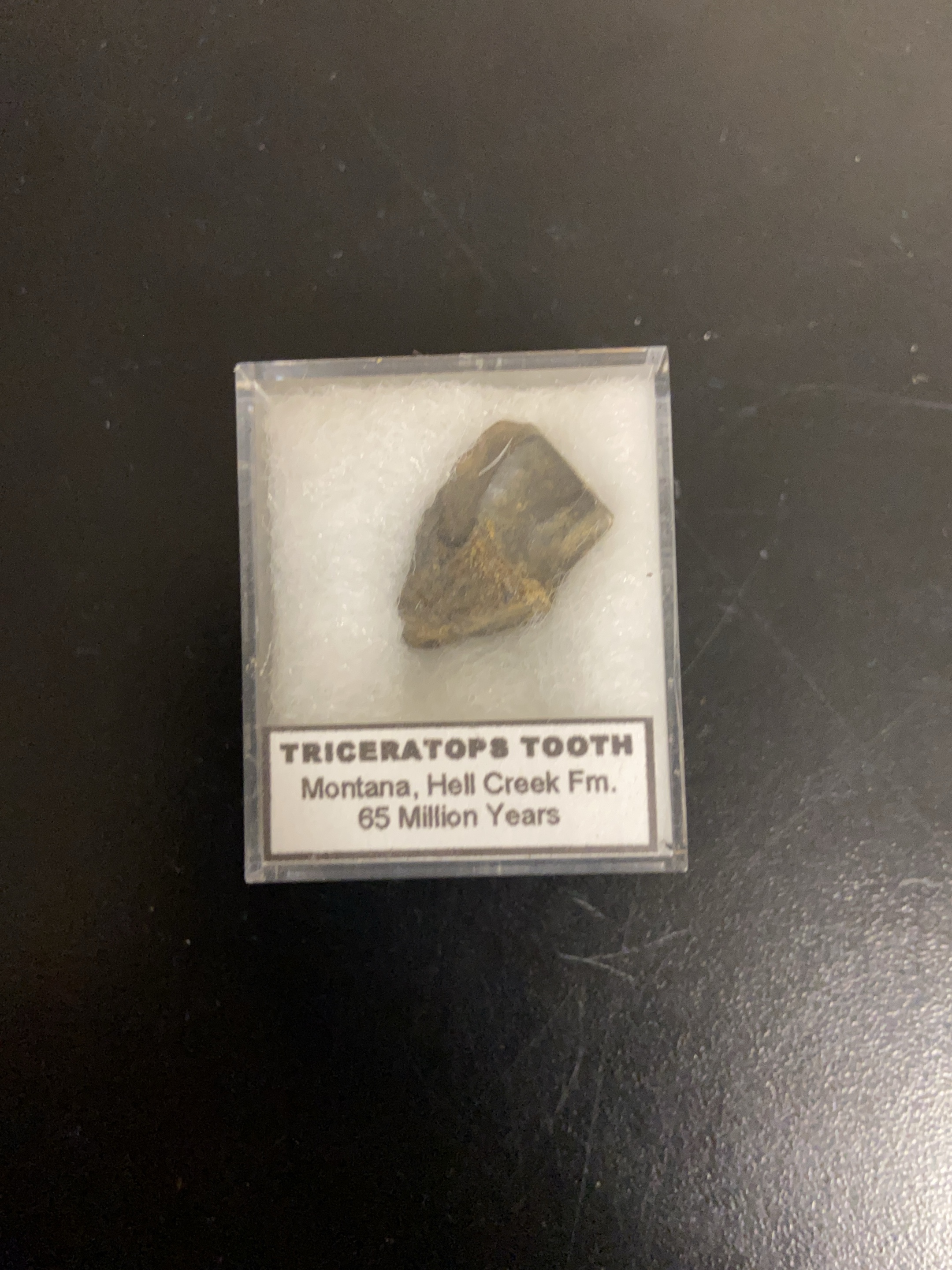 65 Million Year Old Triceratops Tooth Fossil thumbnail