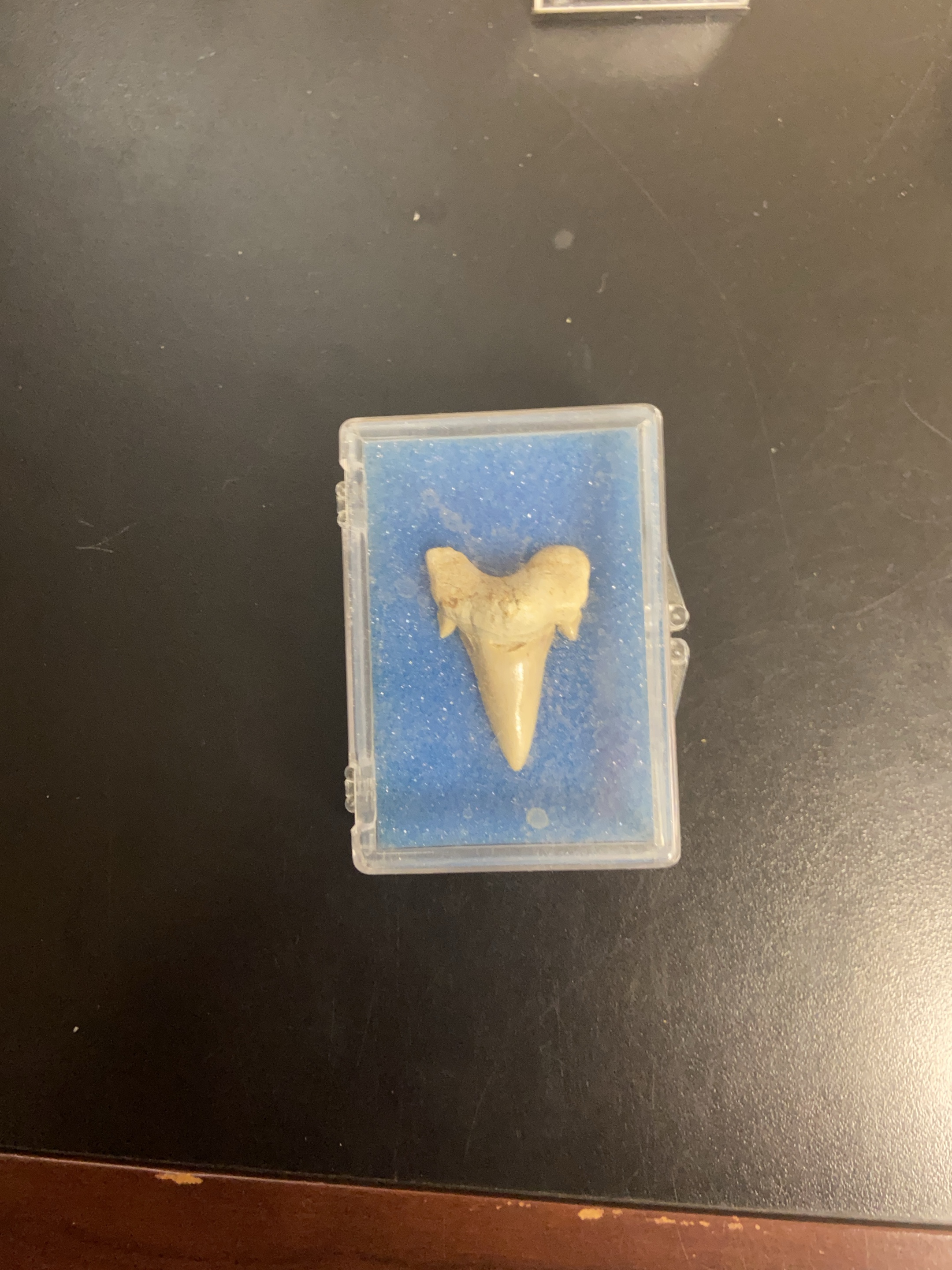 Fossil Shark Tooth in Display Case