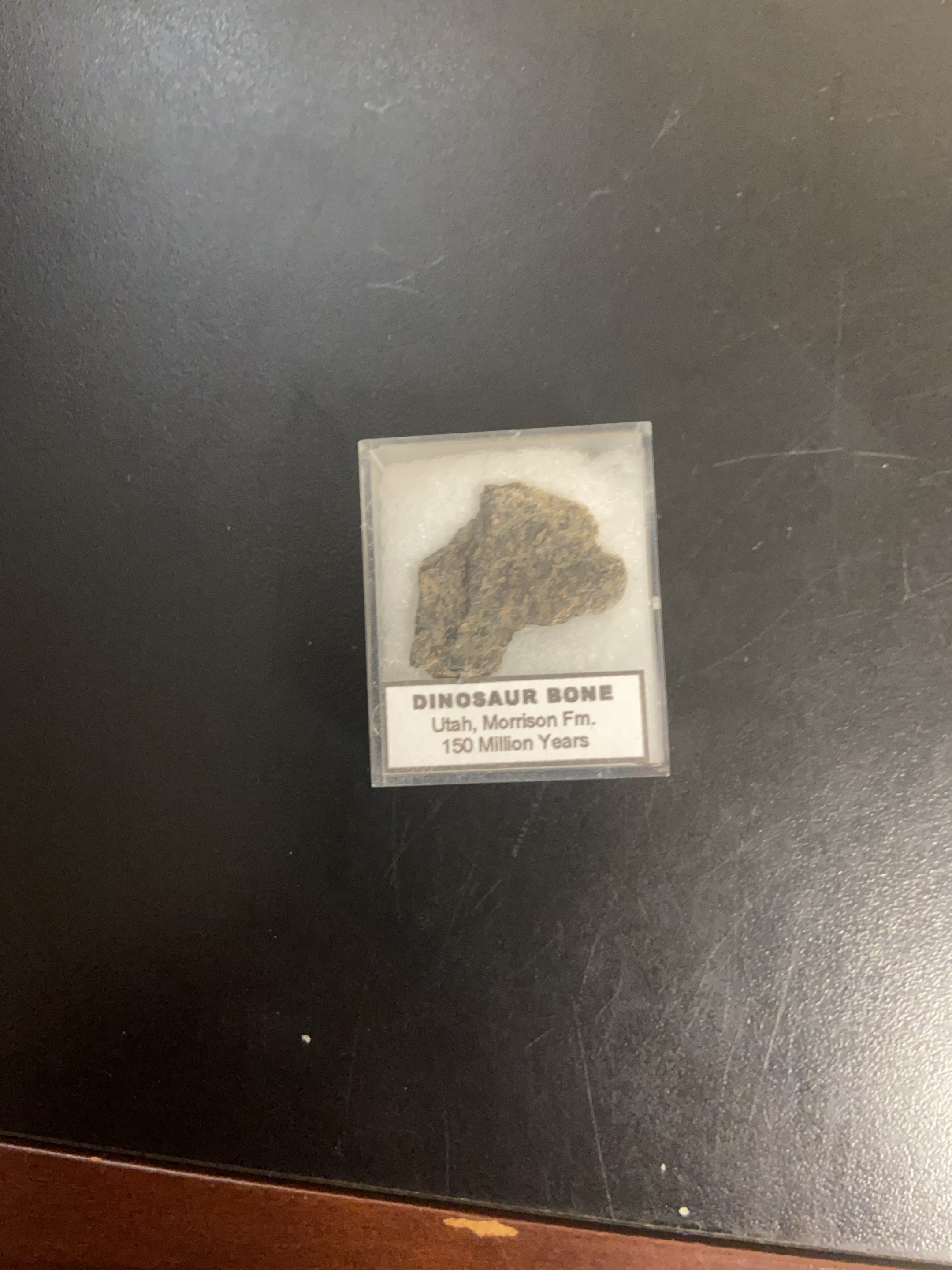 Dinosaur Bone Specimen from Utah Morrison Formation thumbnail