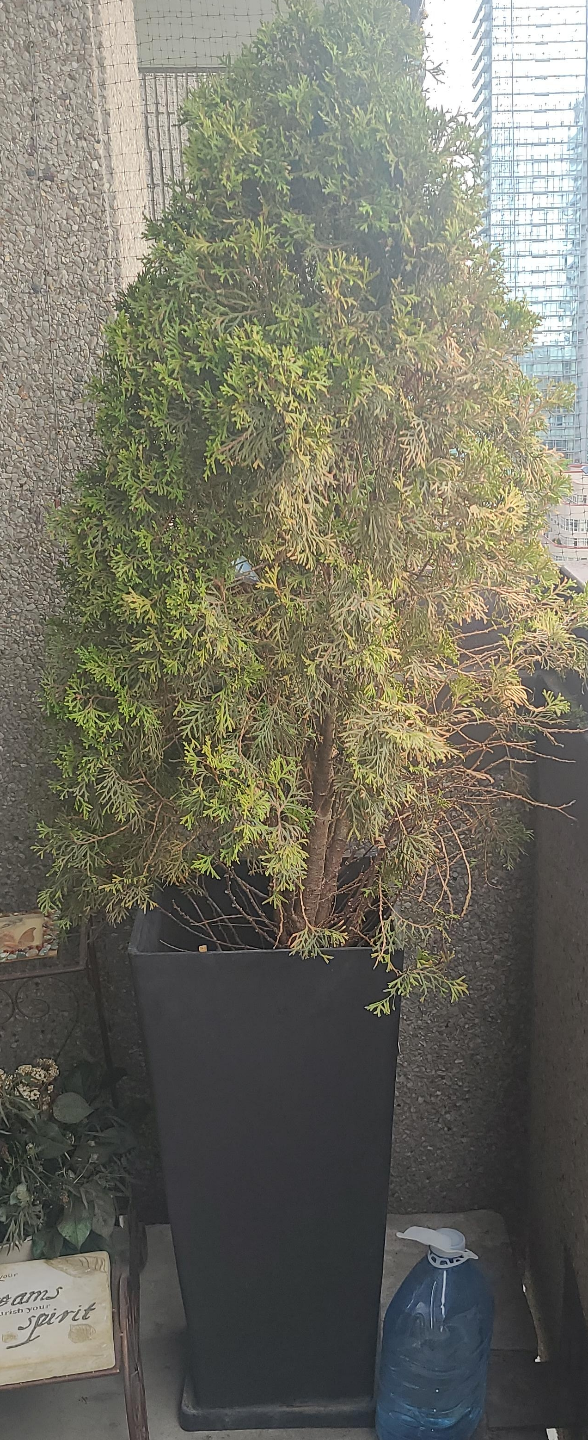 Large potted evergreen tree thumbnail