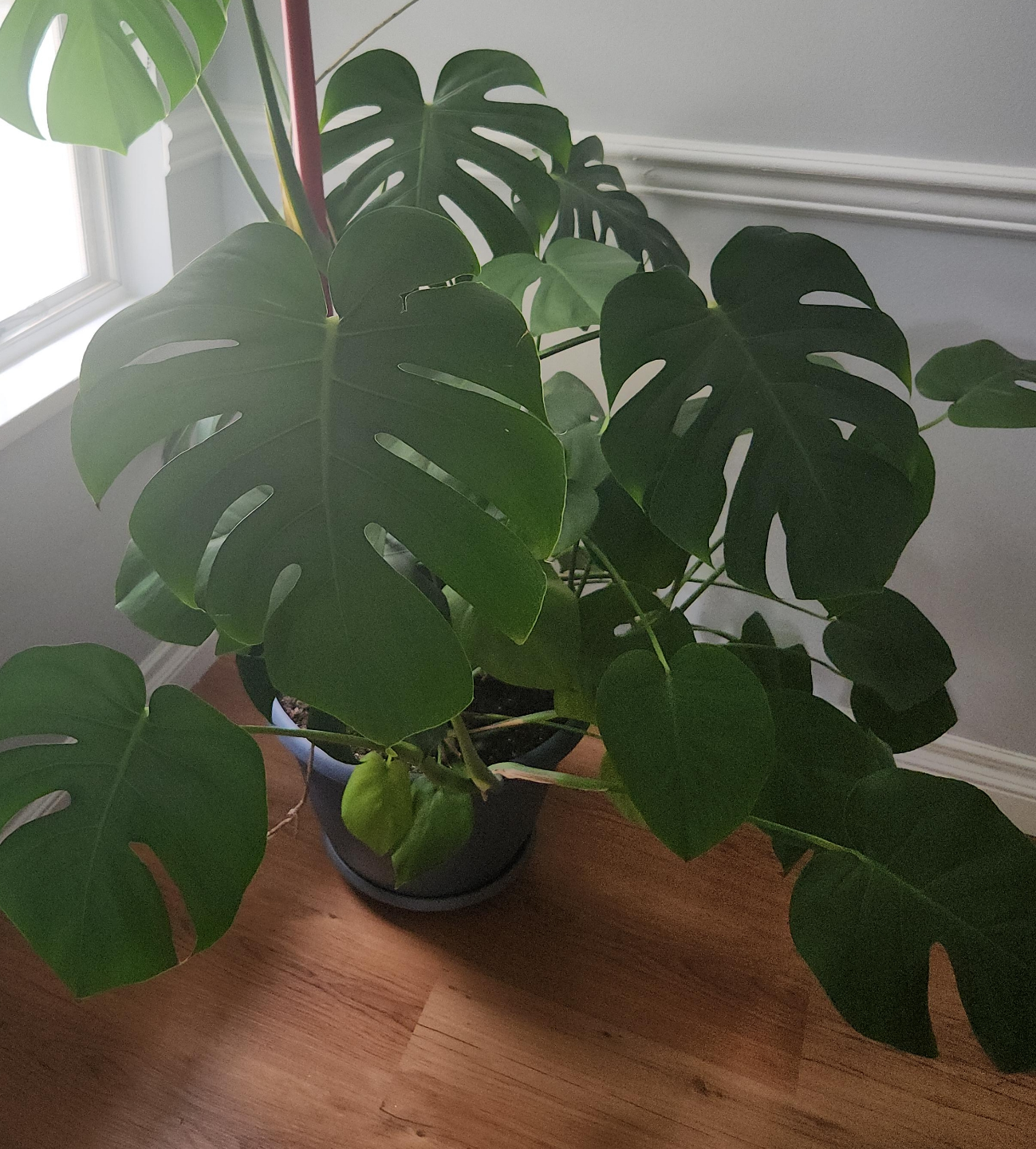 Large Monstera deliciosa plant