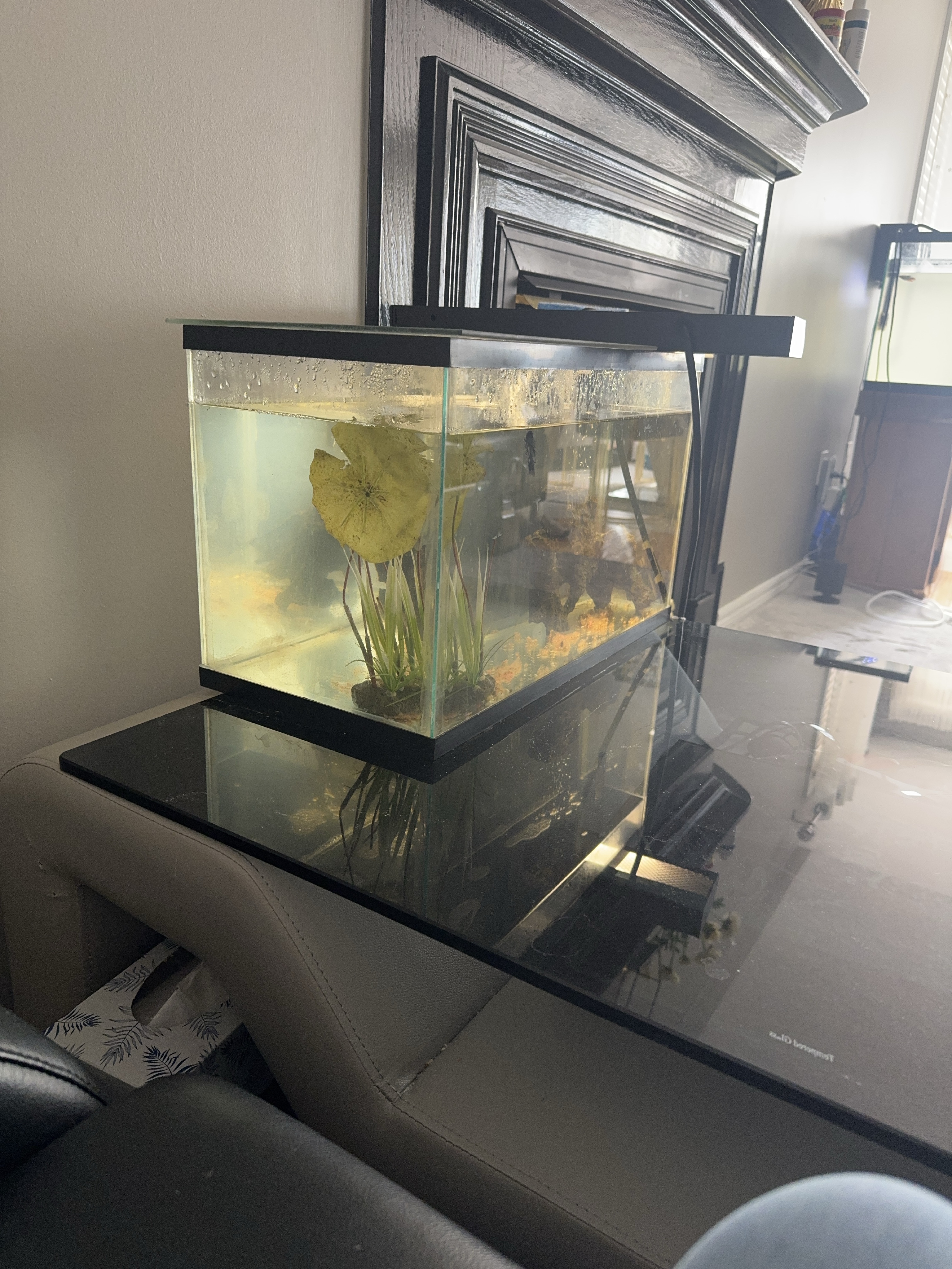 Aquarium Fish Tank thumbnail