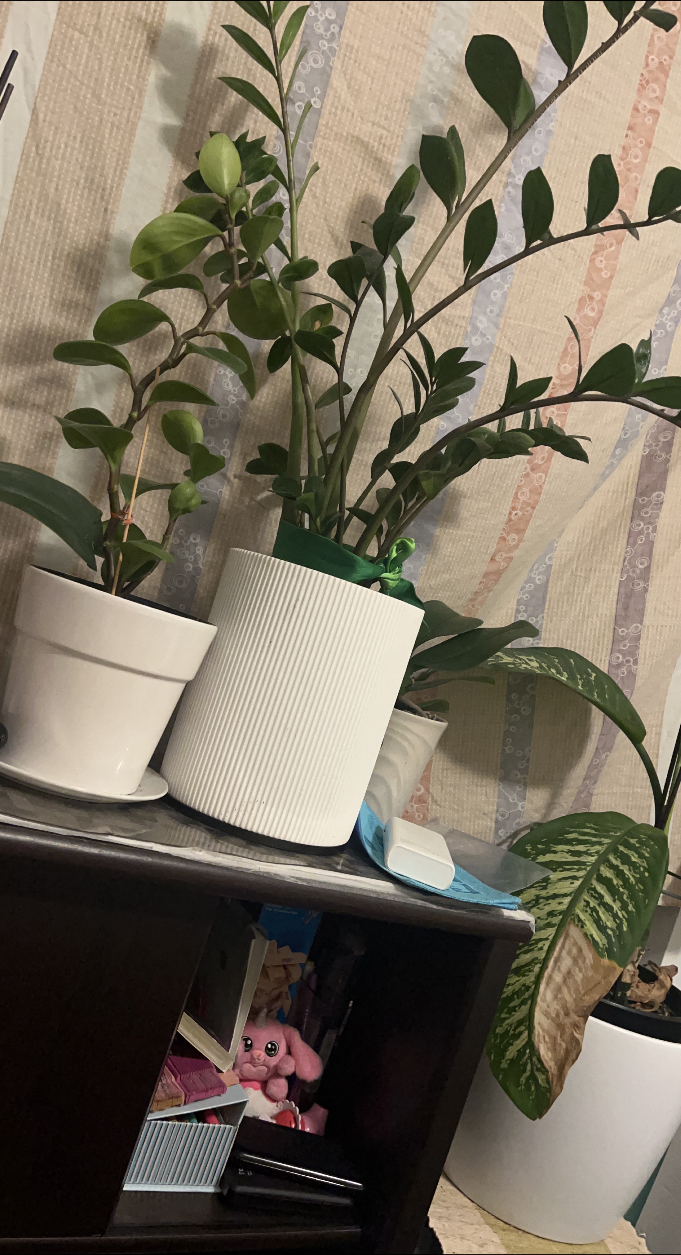 Potted ZZ Plant & Dieffenbachia thumbnail