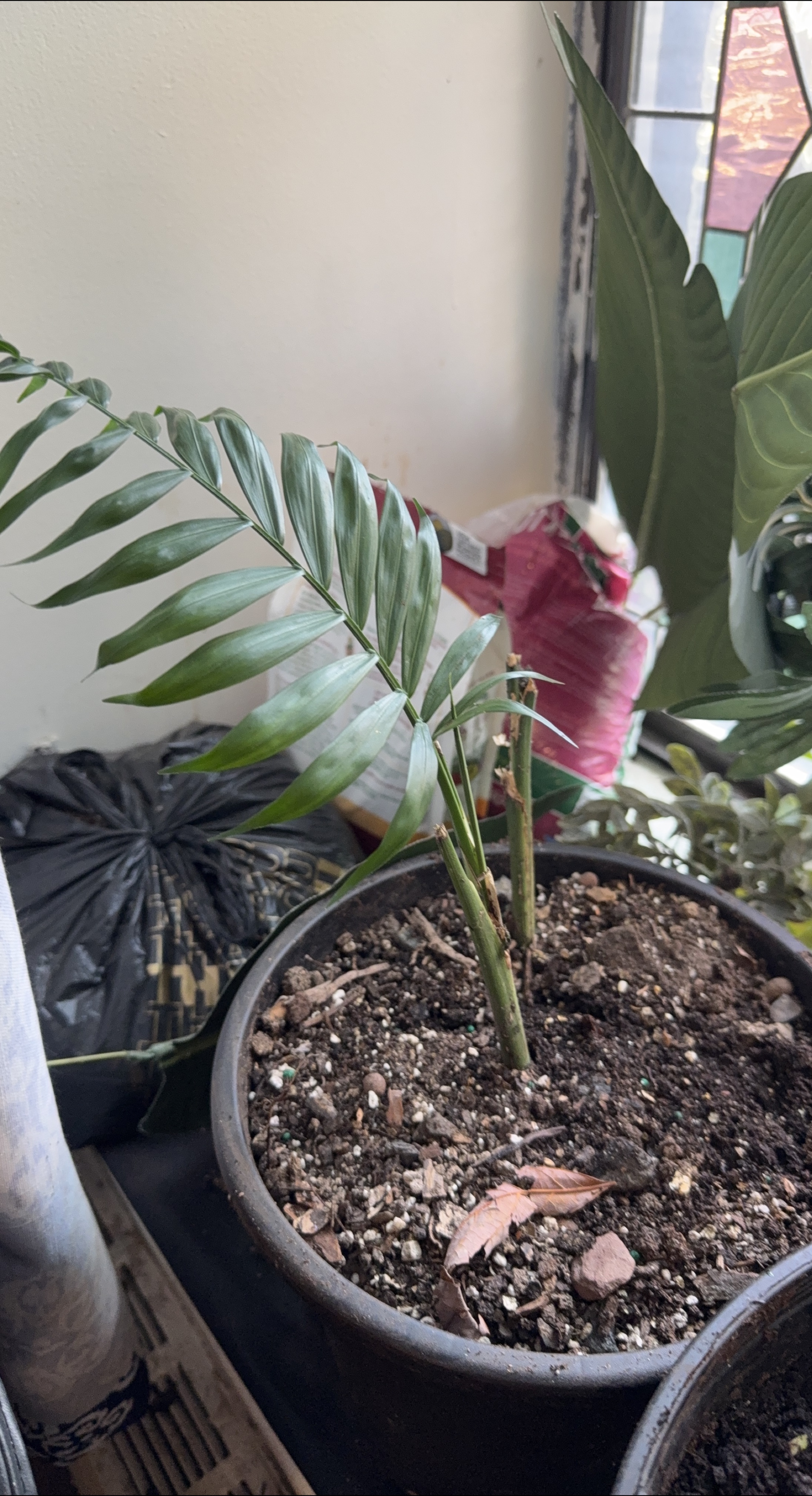 Small Palm Plant thumbnail