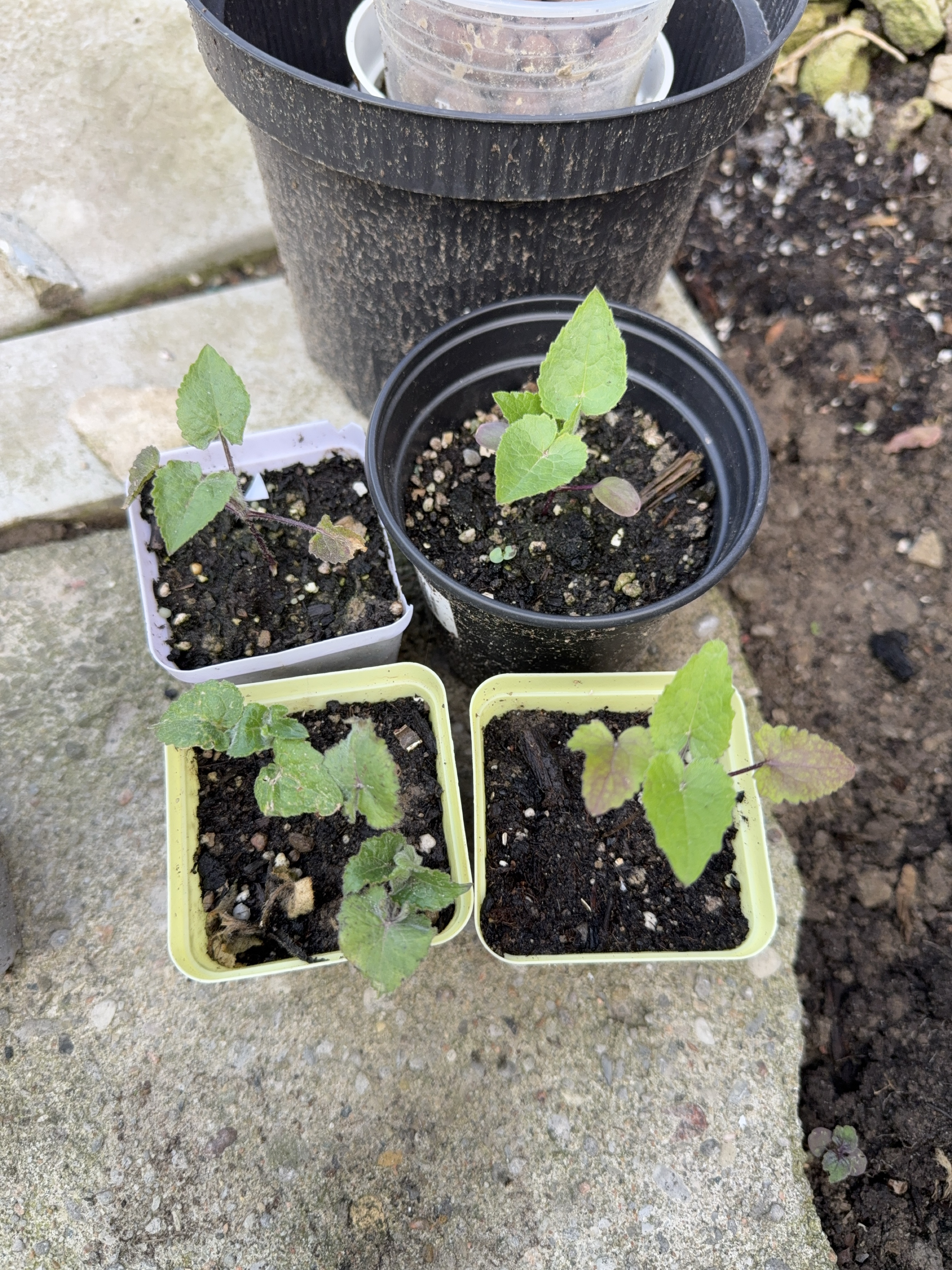 Young Plants for Sale thumbnail