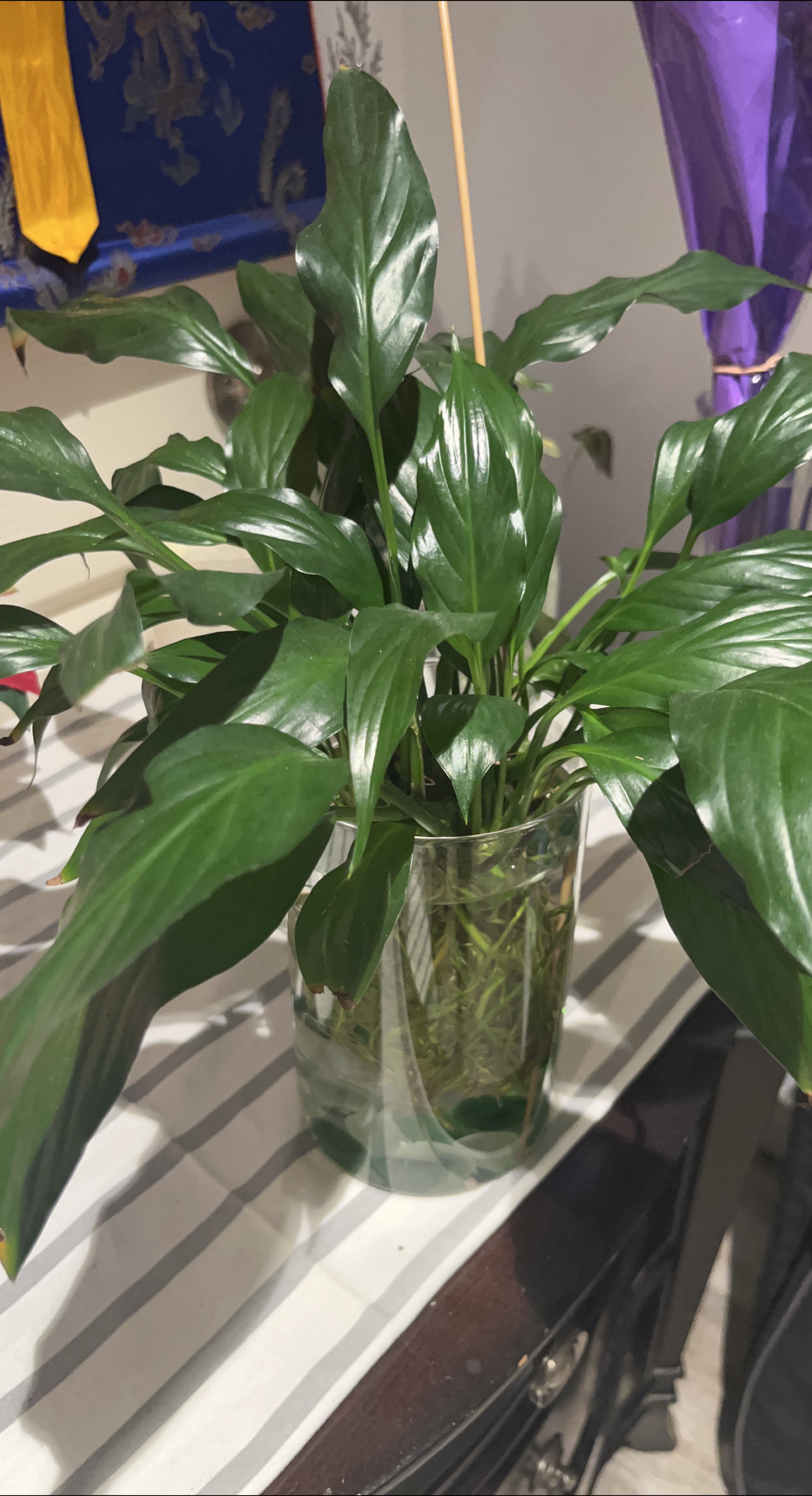 Peace Lily Plant