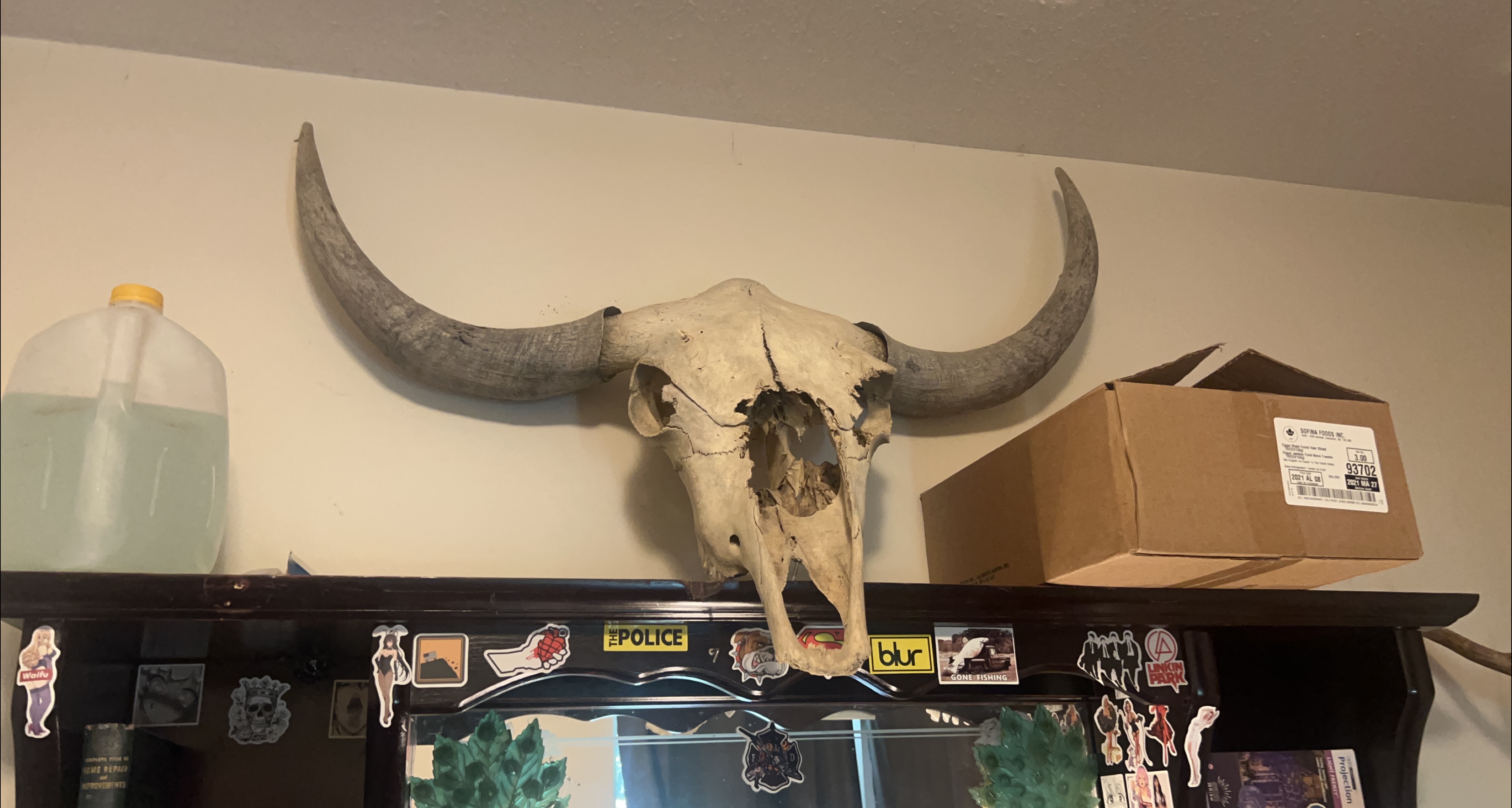 Bison Skull Mount🇨🇦 thumbnail