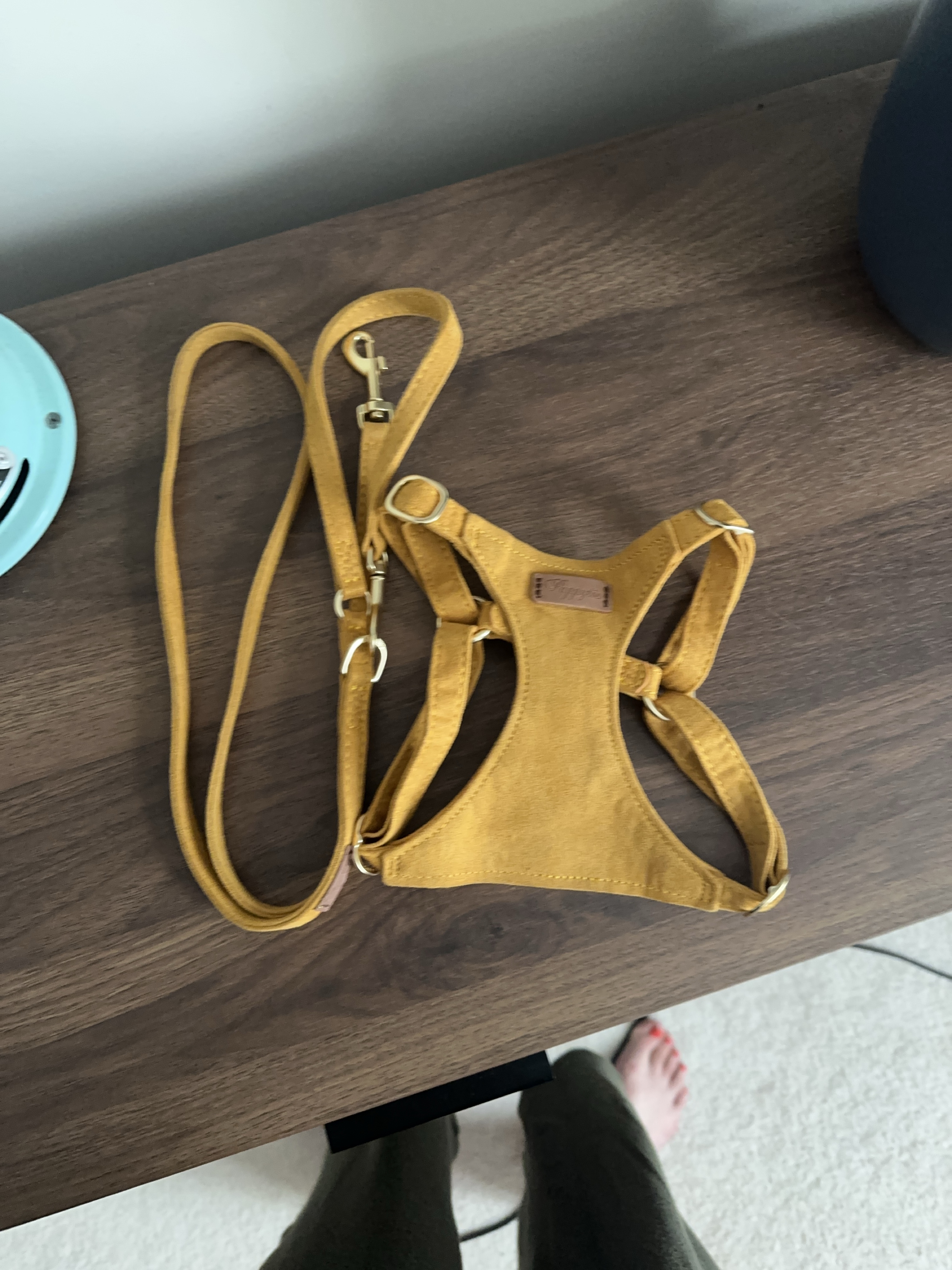 Yellow Dog Harness with Leash thumbnail