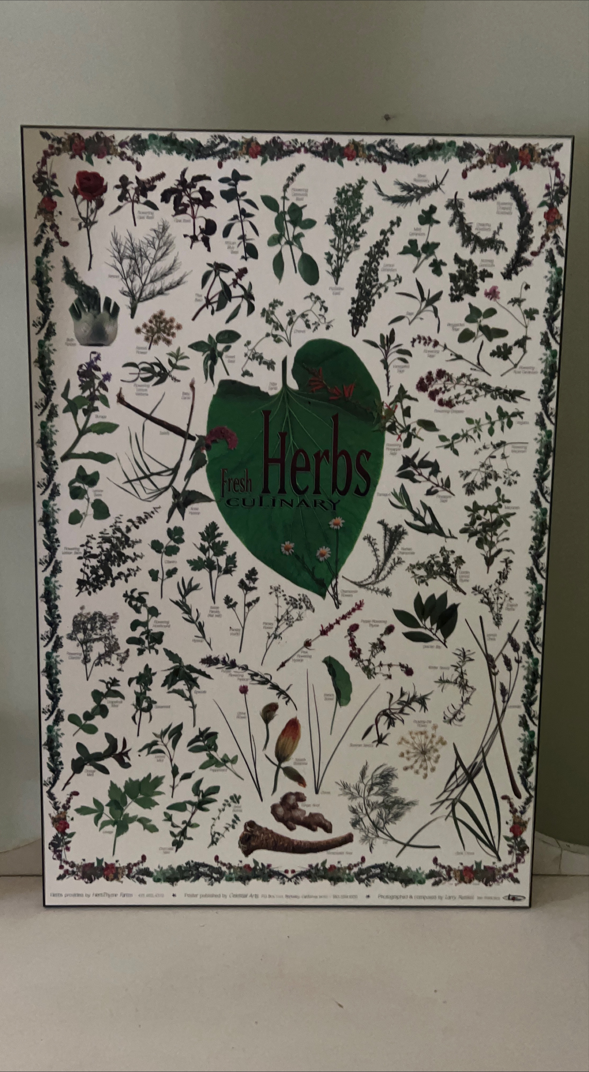 Fresh Herbs Culinary Poster on a solid background thumbnail