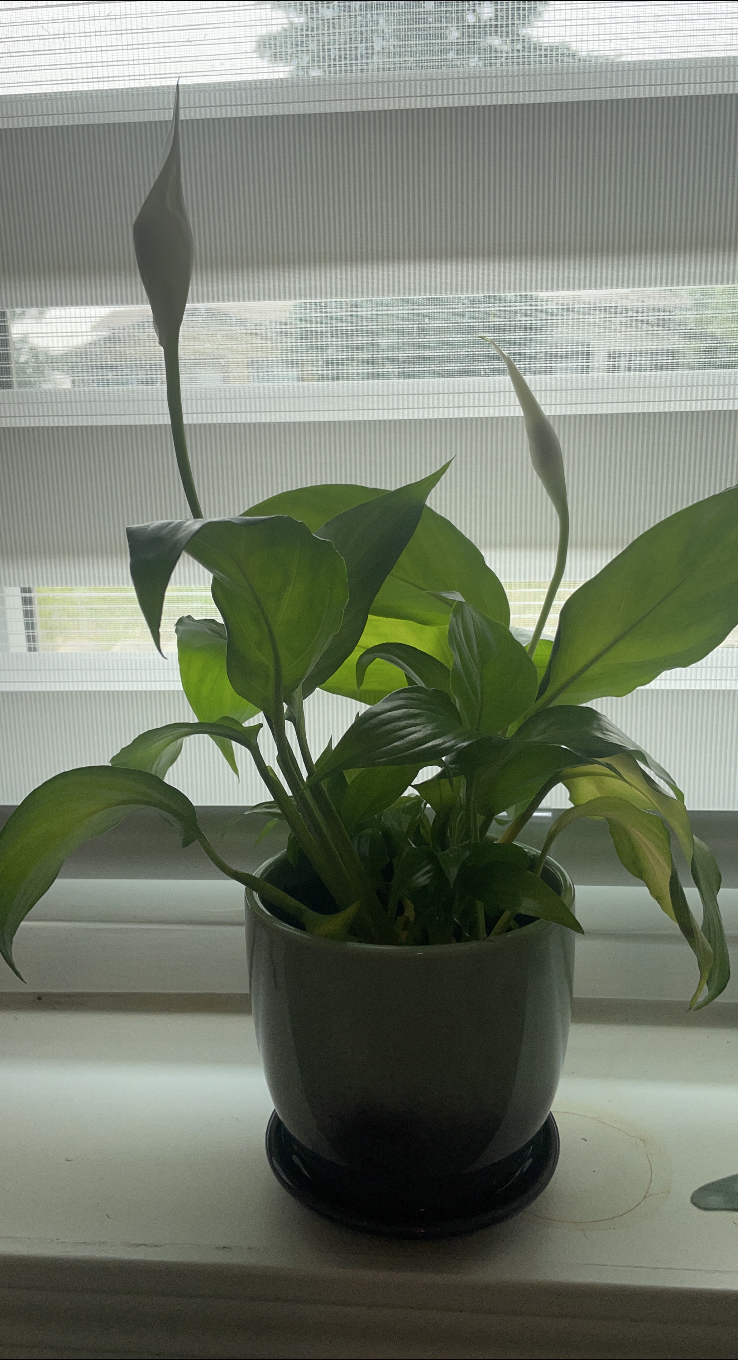 Peace Lily Plant thumbnail