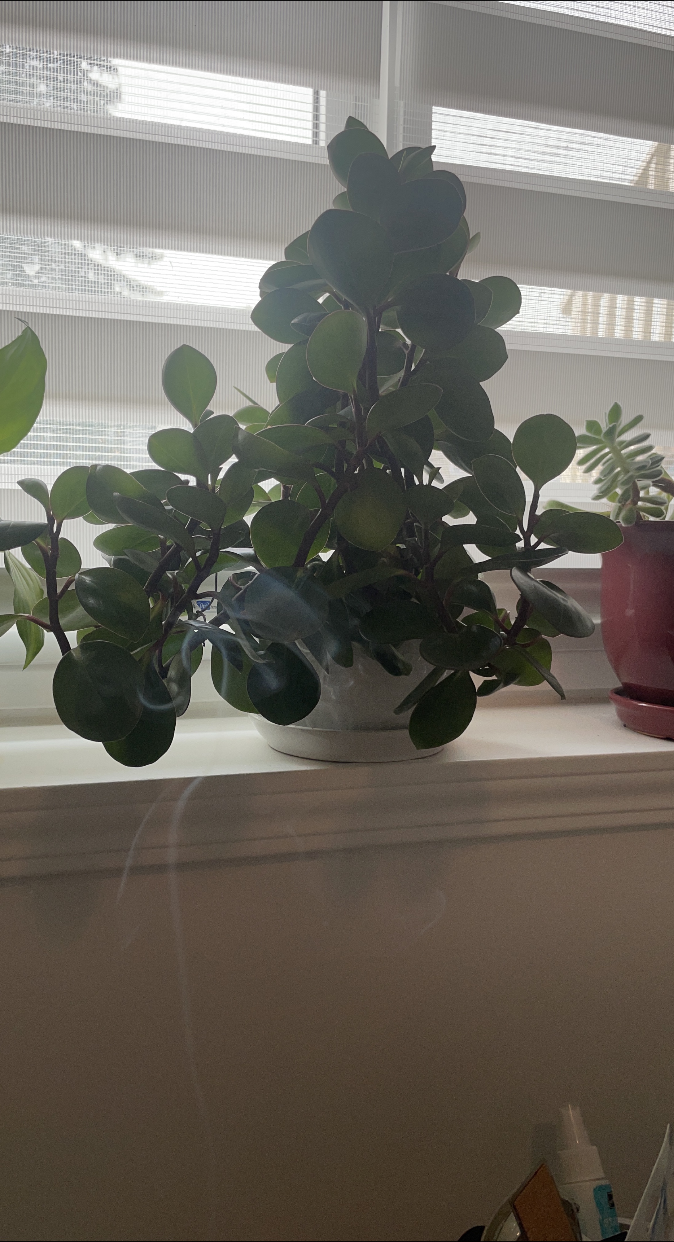 Beautiful Potted Plant thumbnail