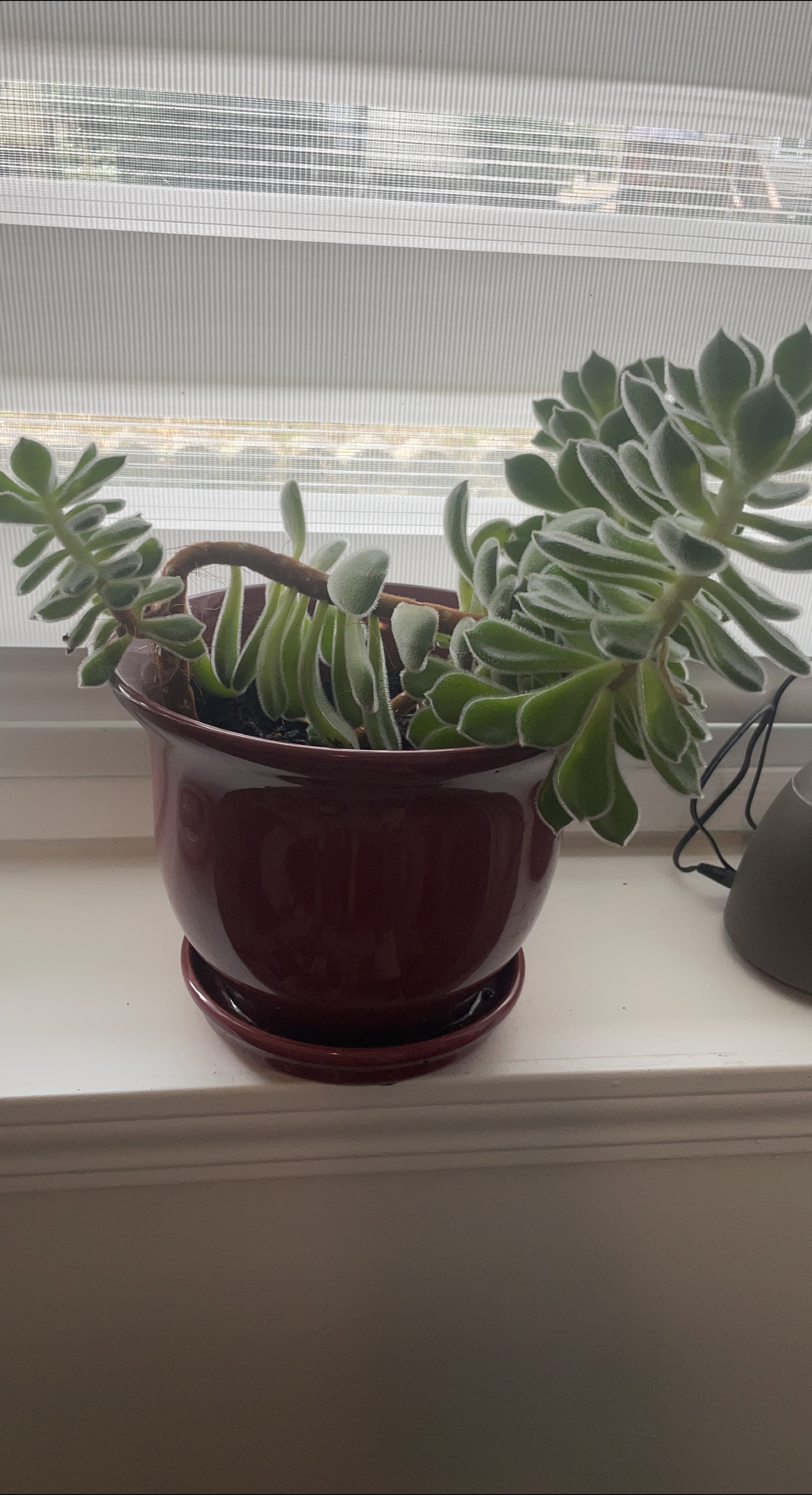 Succulent Plant in Maroon Pot thumbnail
