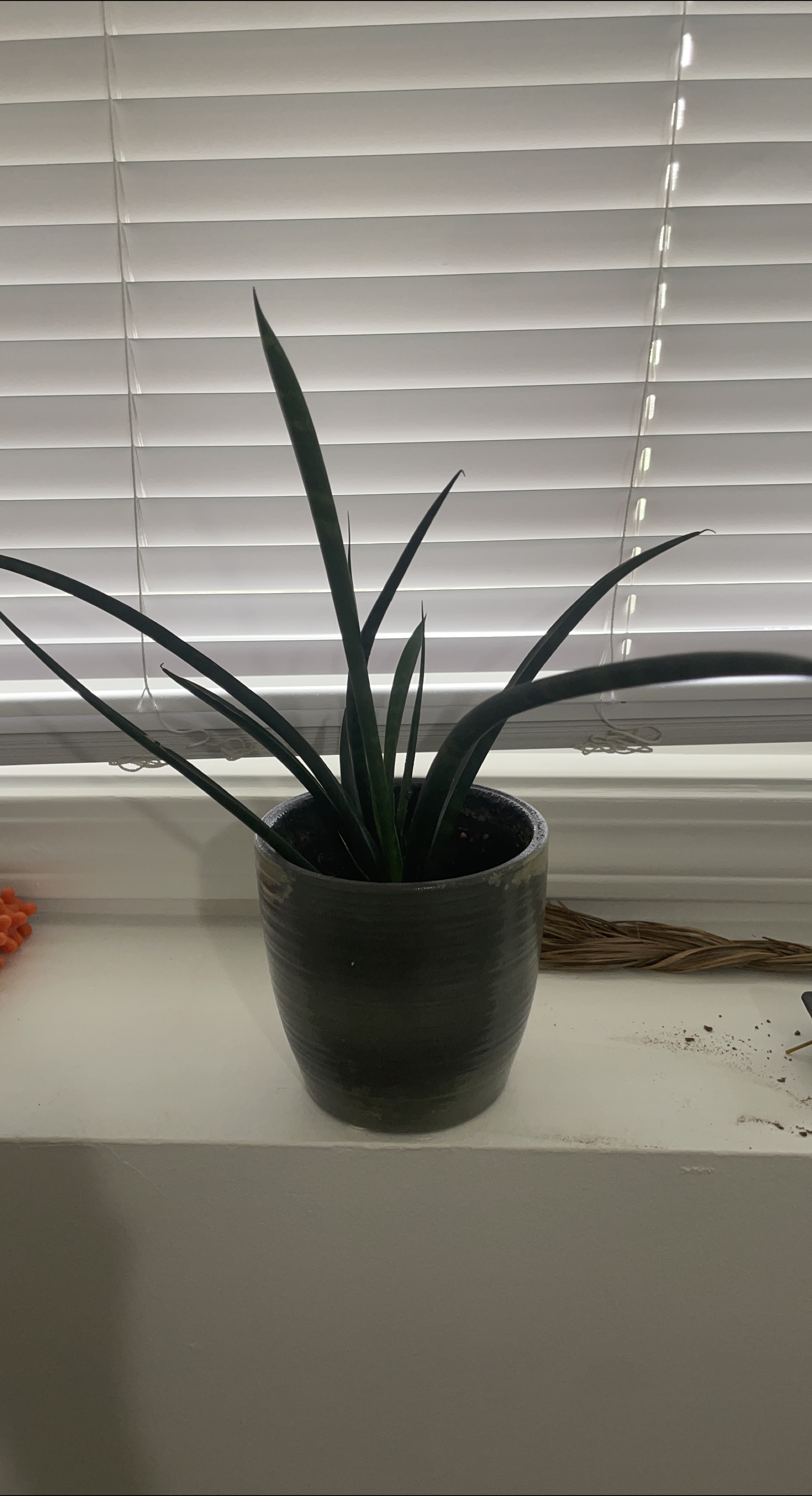 Live Snake Plant in Ceramic Pot thumbnail