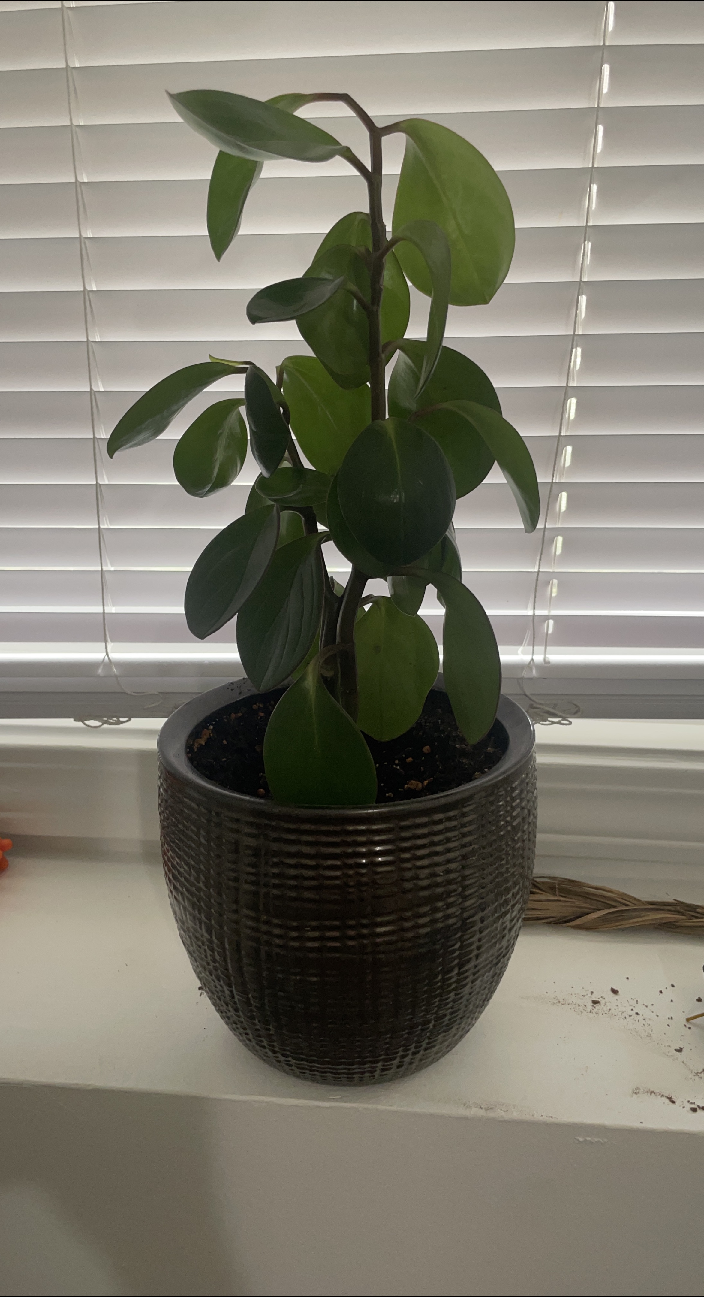Decorative Potted Plant thumbnail