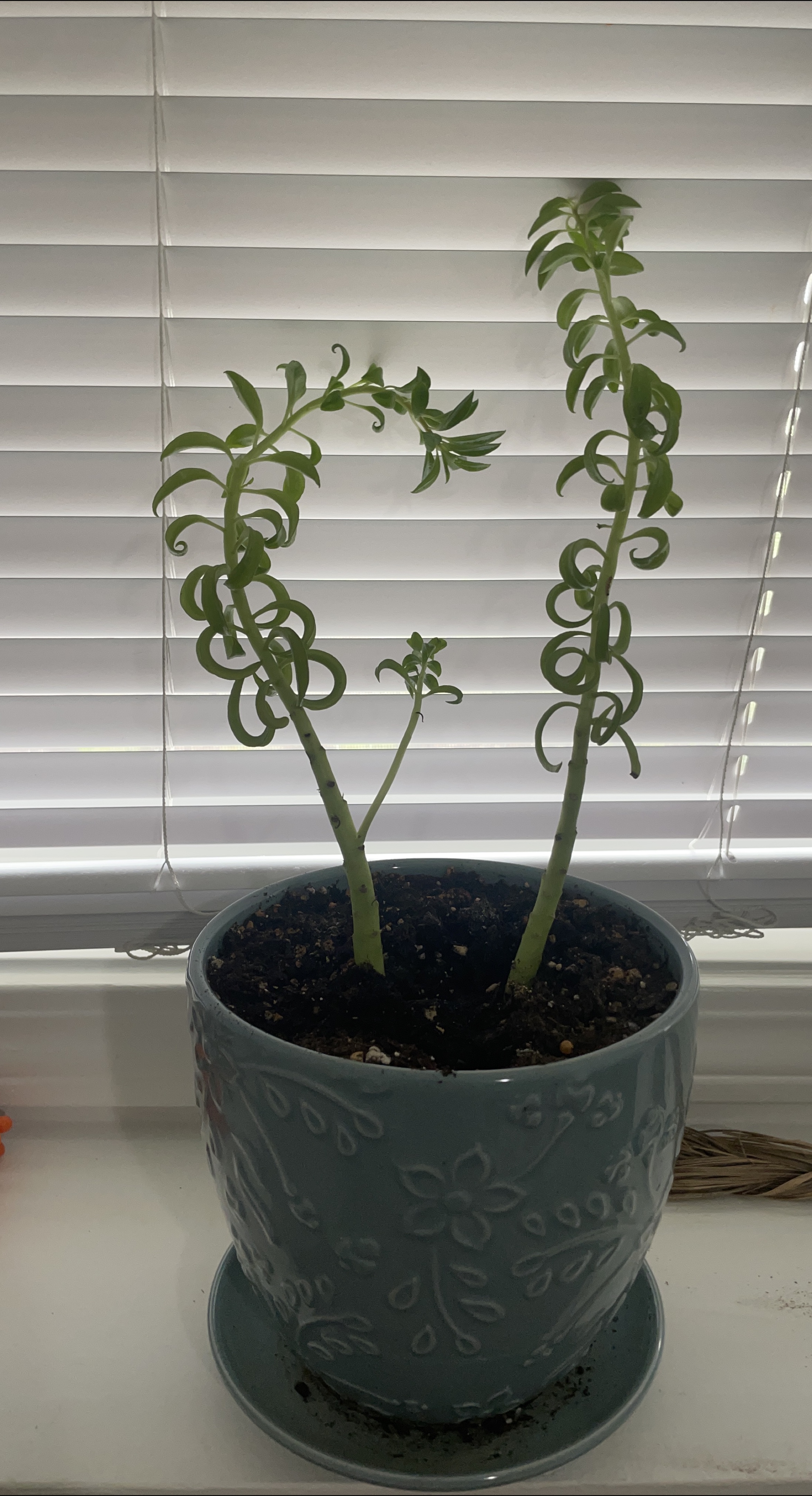 Unique Potted Plant sweet bean thumbnail