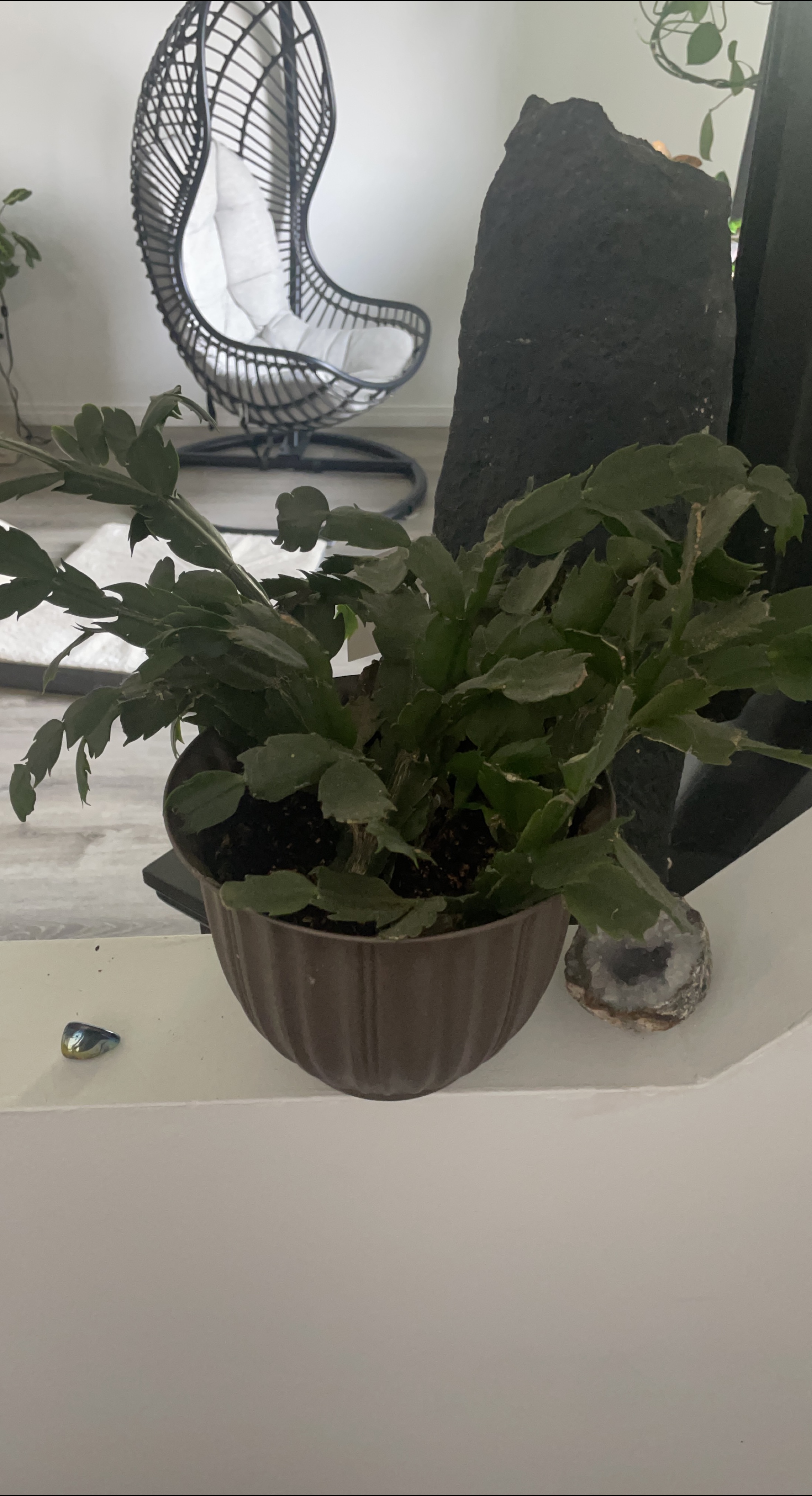 Potted plant thumbnail