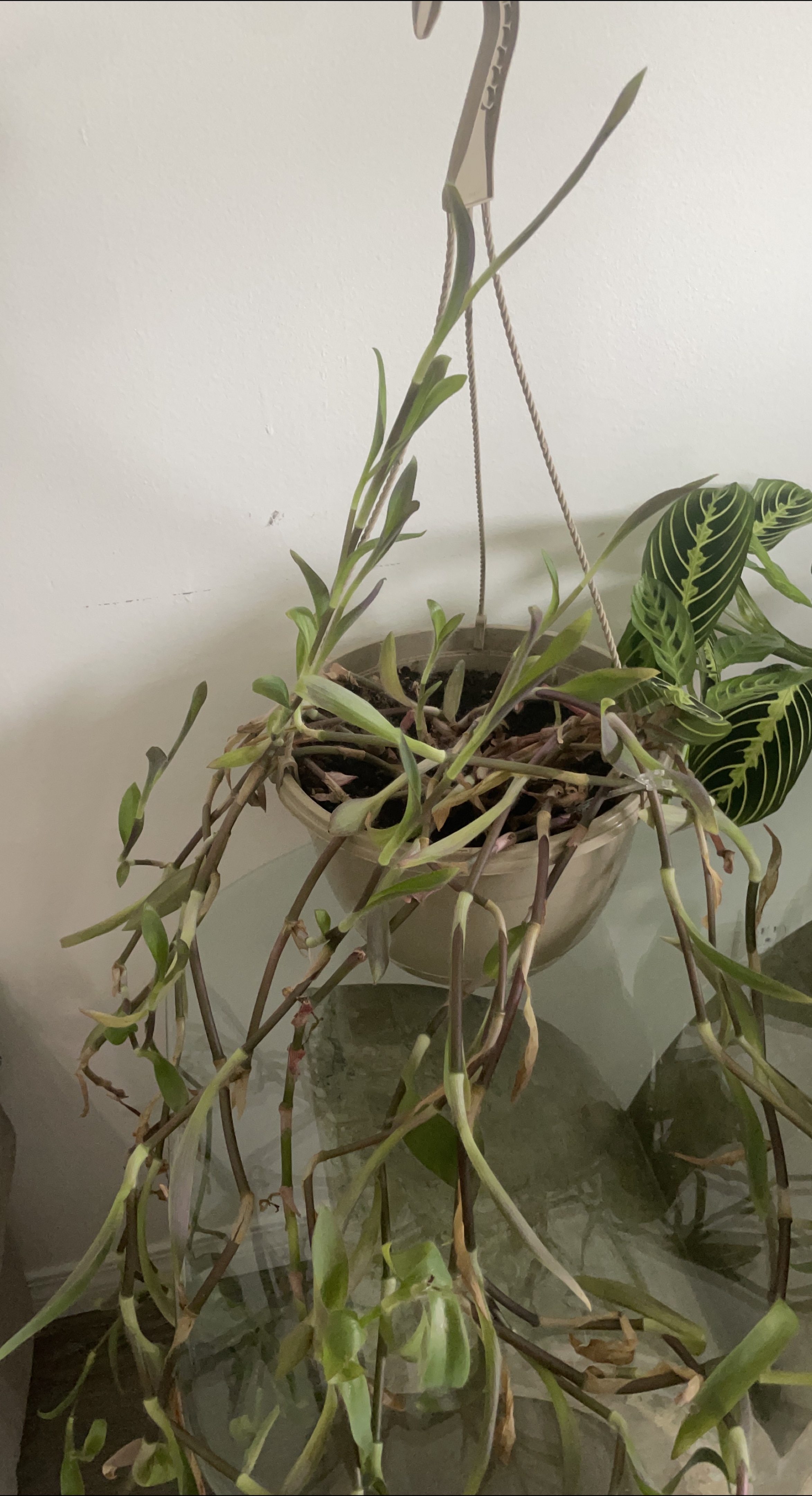 Hanging plant thumbnail