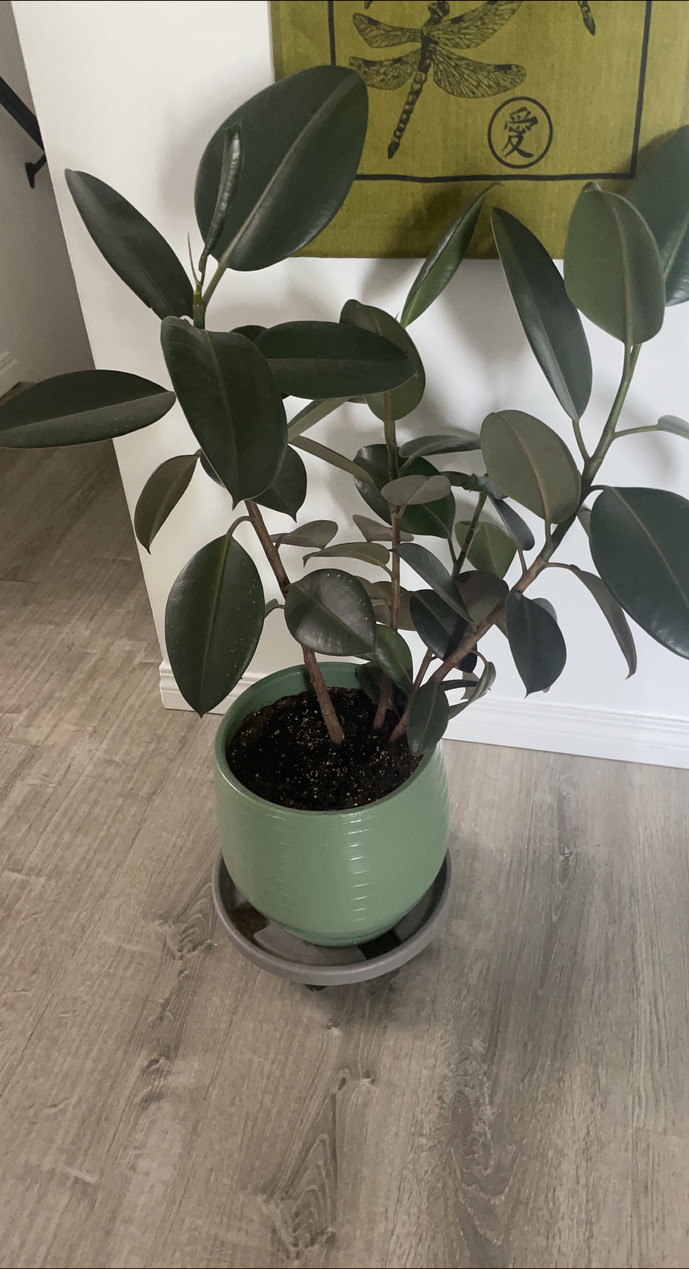 Rubber Plant in a Green Planter thumbnail