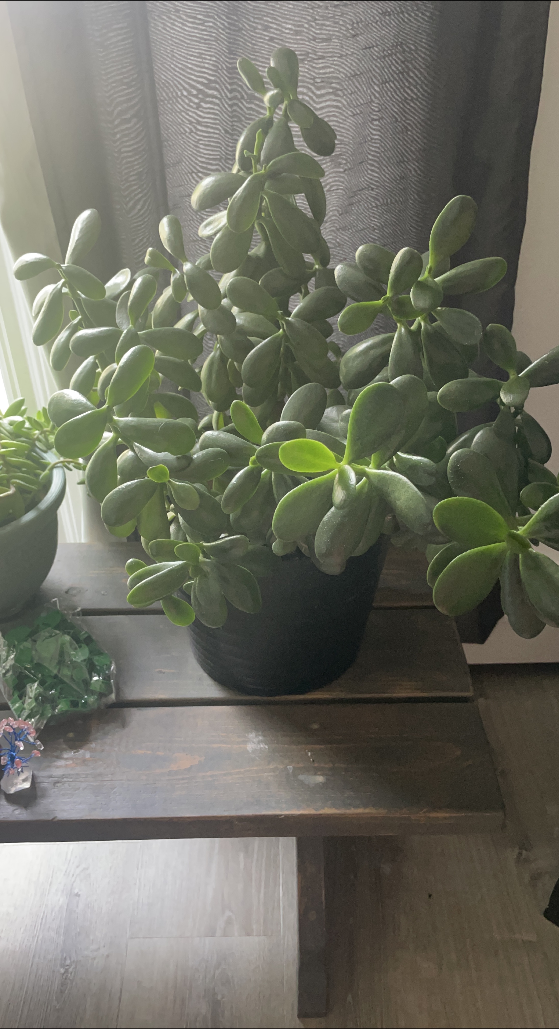 Jade Plant thumbnail