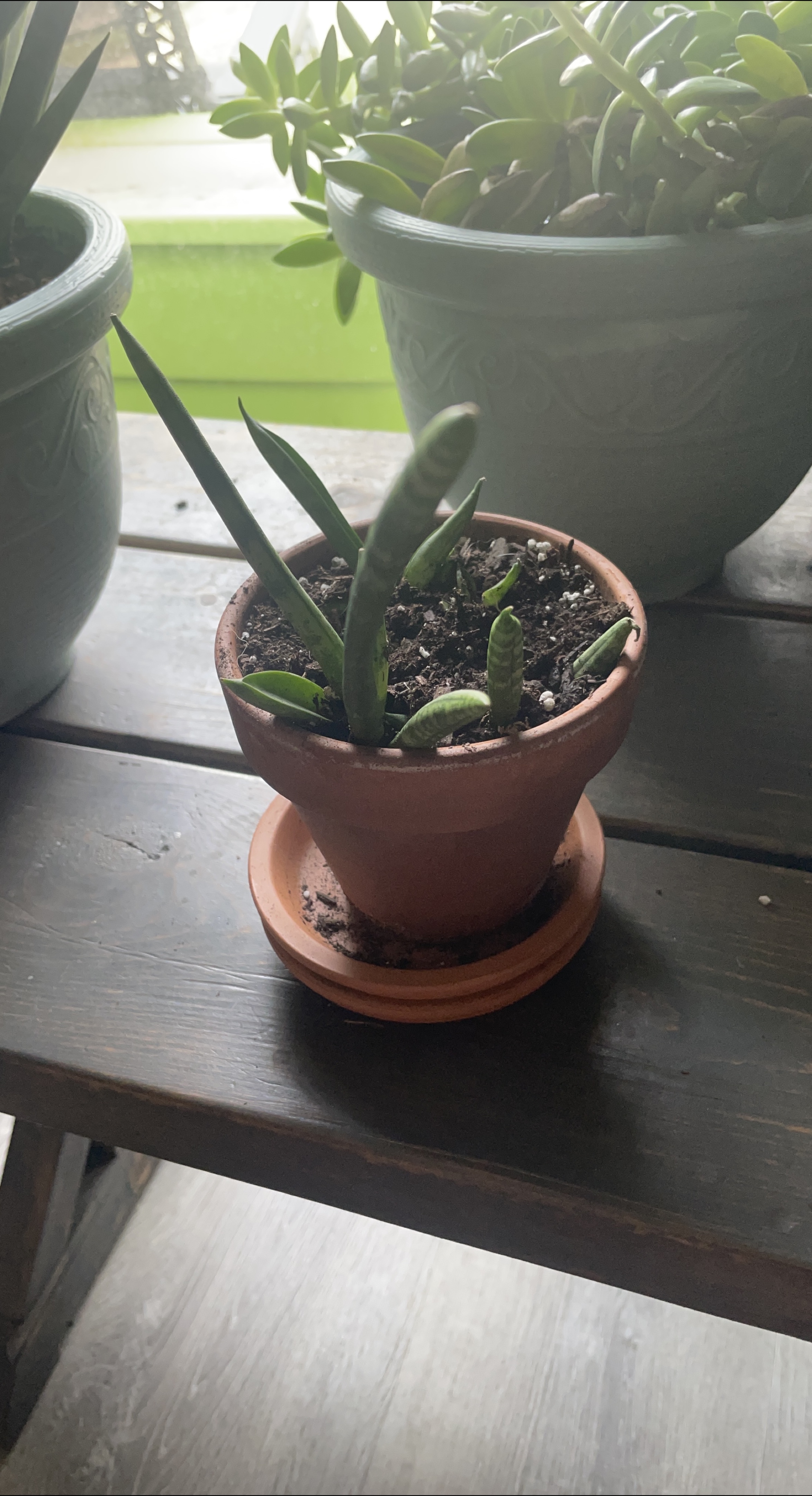 Succulent plant in a terracotta pot thumbnail