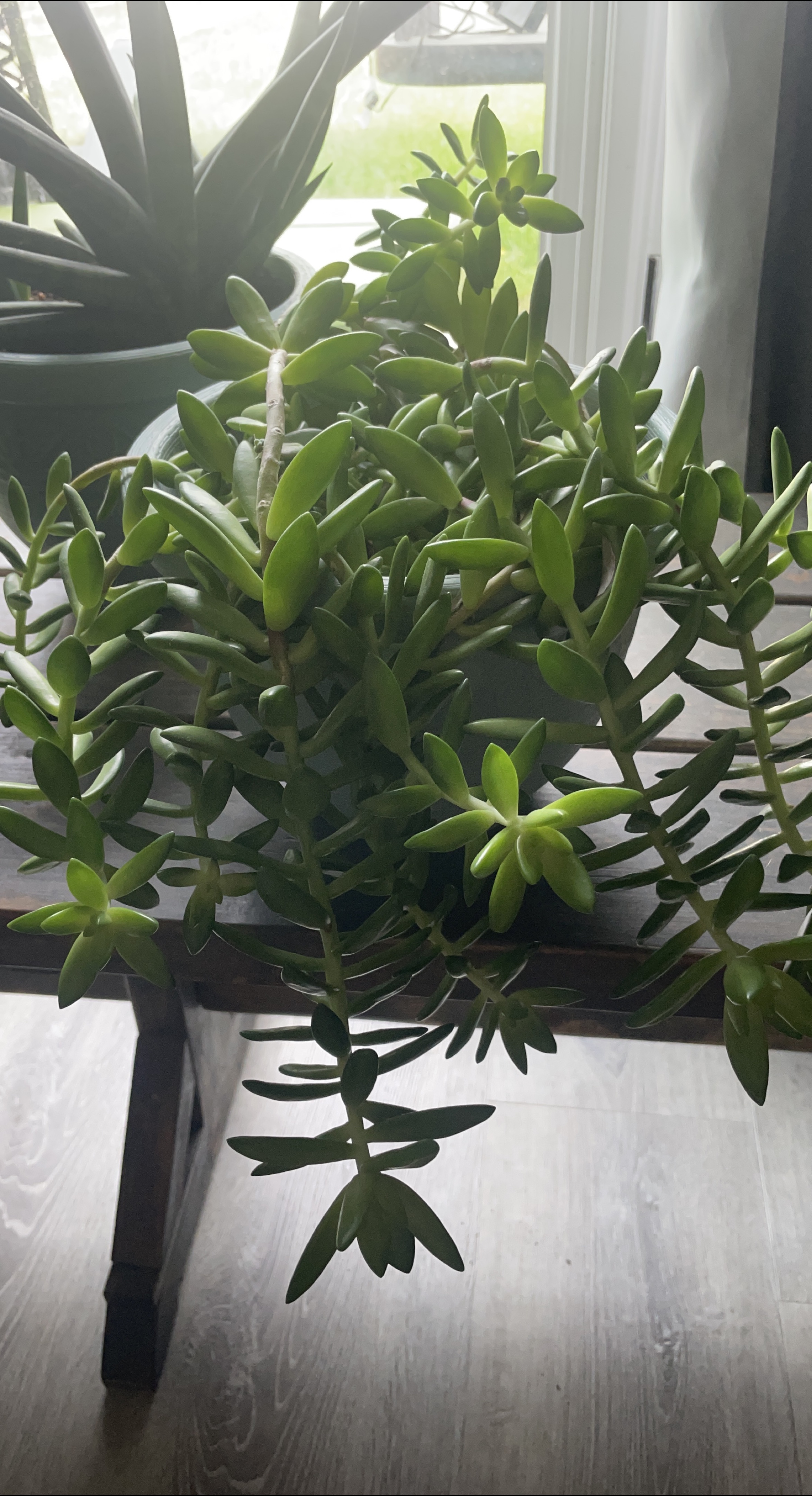Green Succulent Plant thumbnail