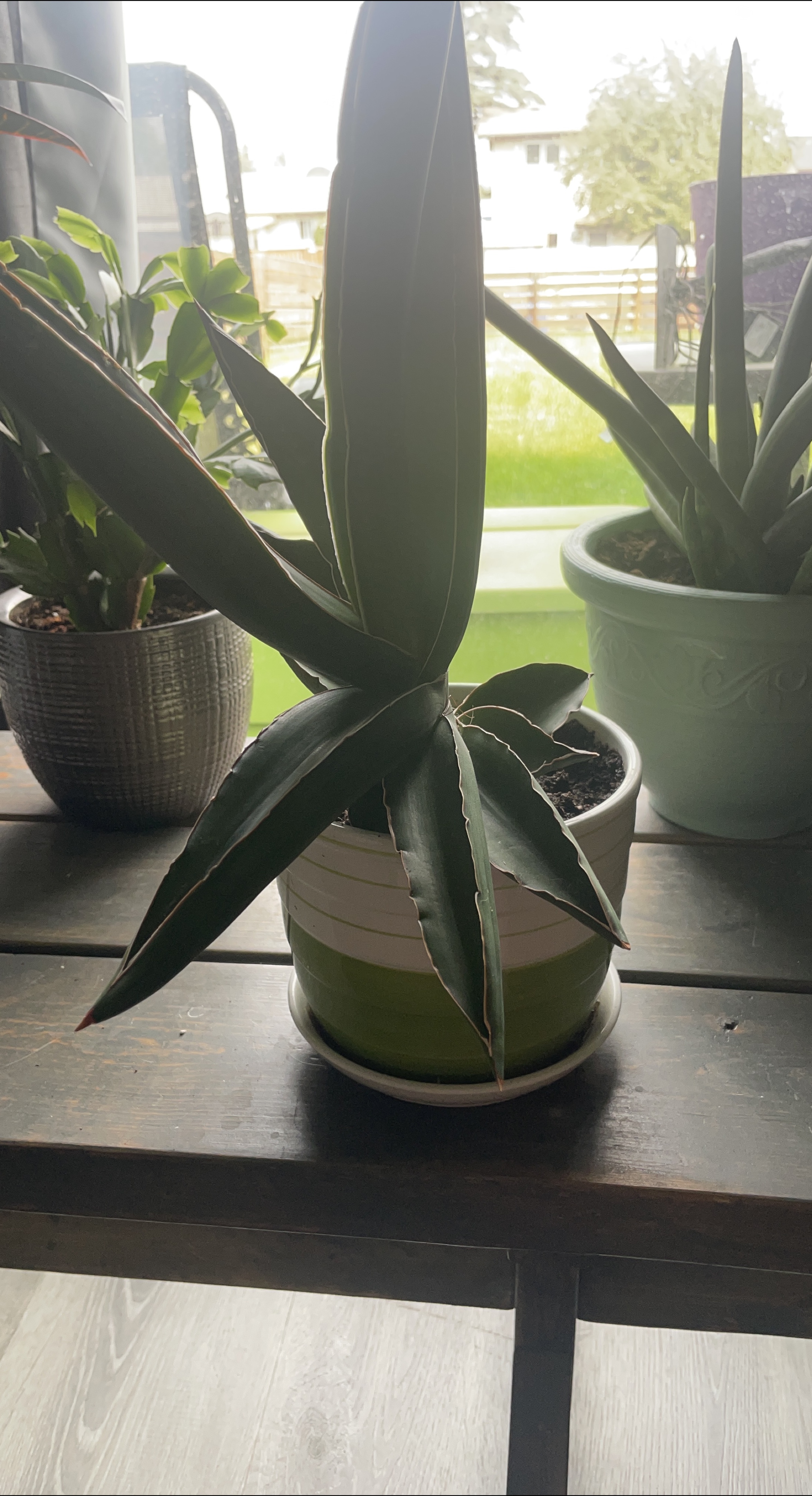 Cactus type  Plant thumbnail