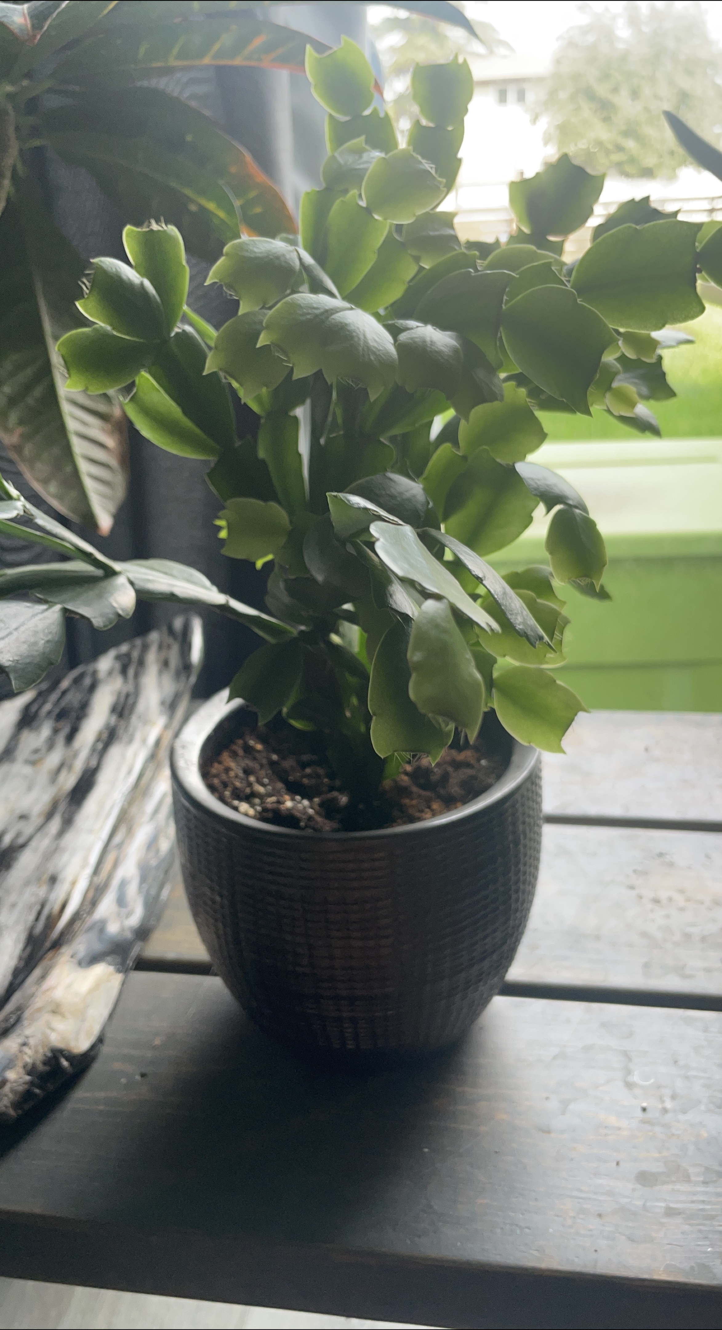 Christmas Cactus in Decorative Pot