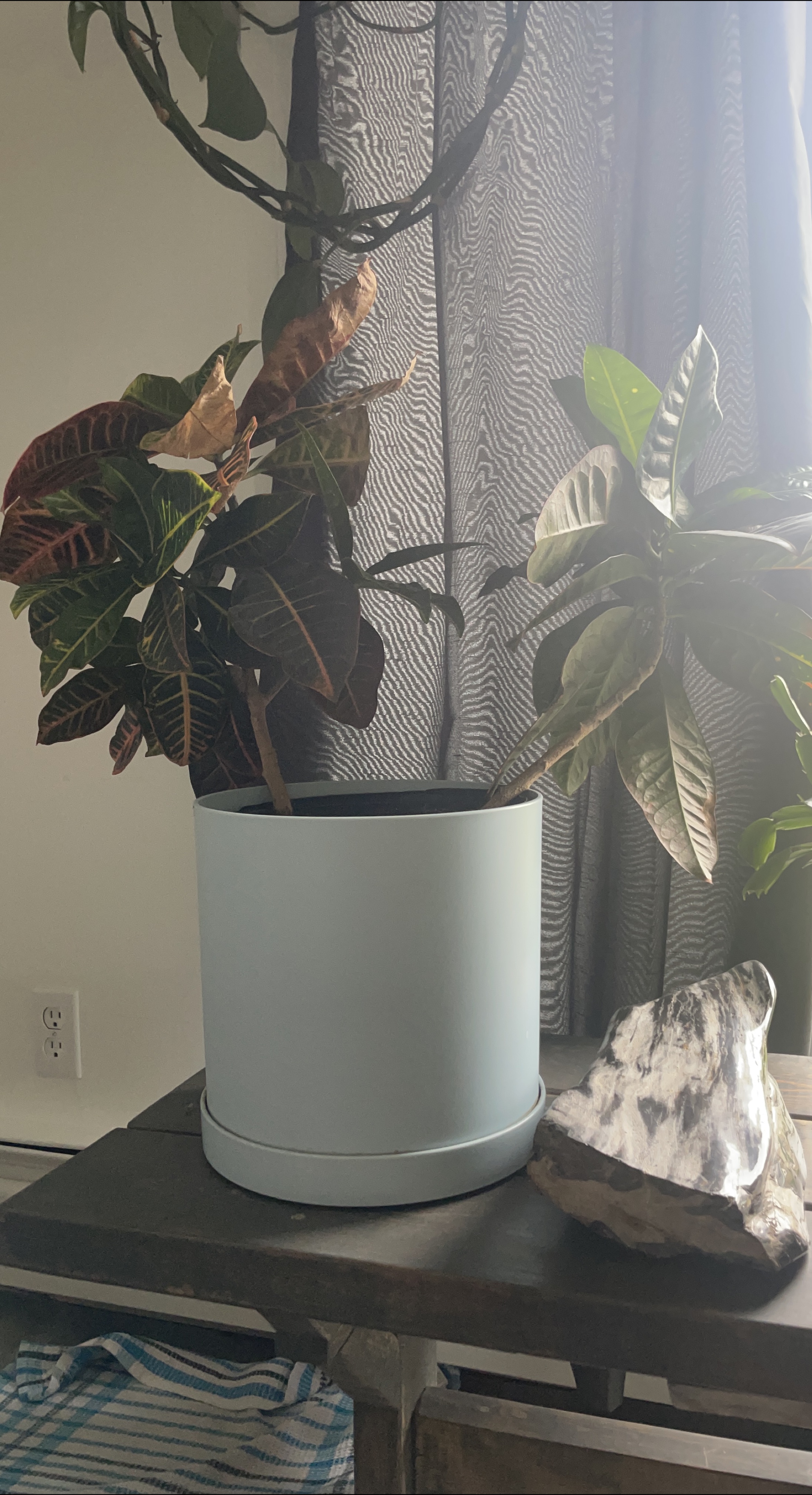 Croton Plant in a Planter