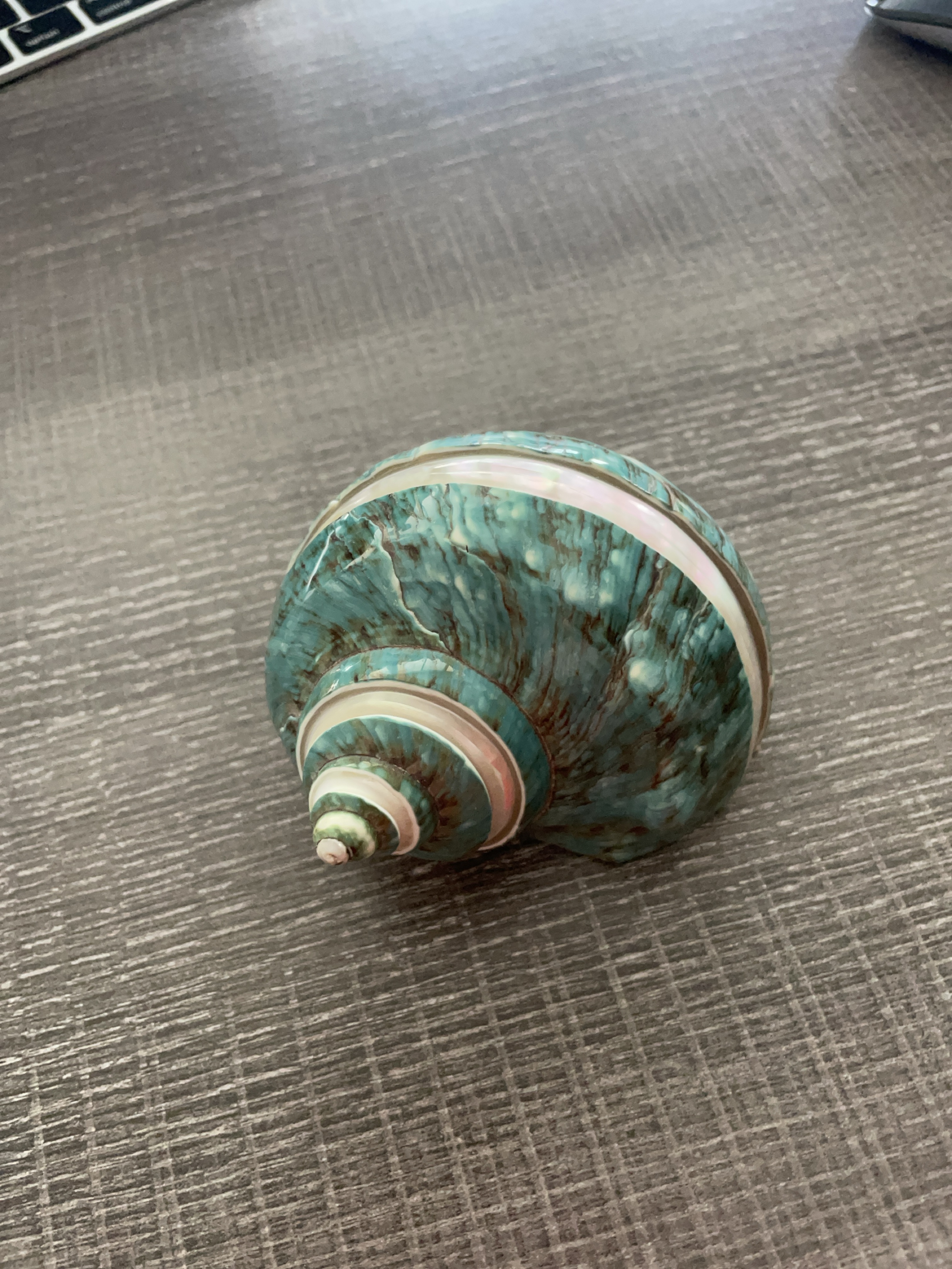 Large Jade Turbo Imperial Banded Seashell thumbnail