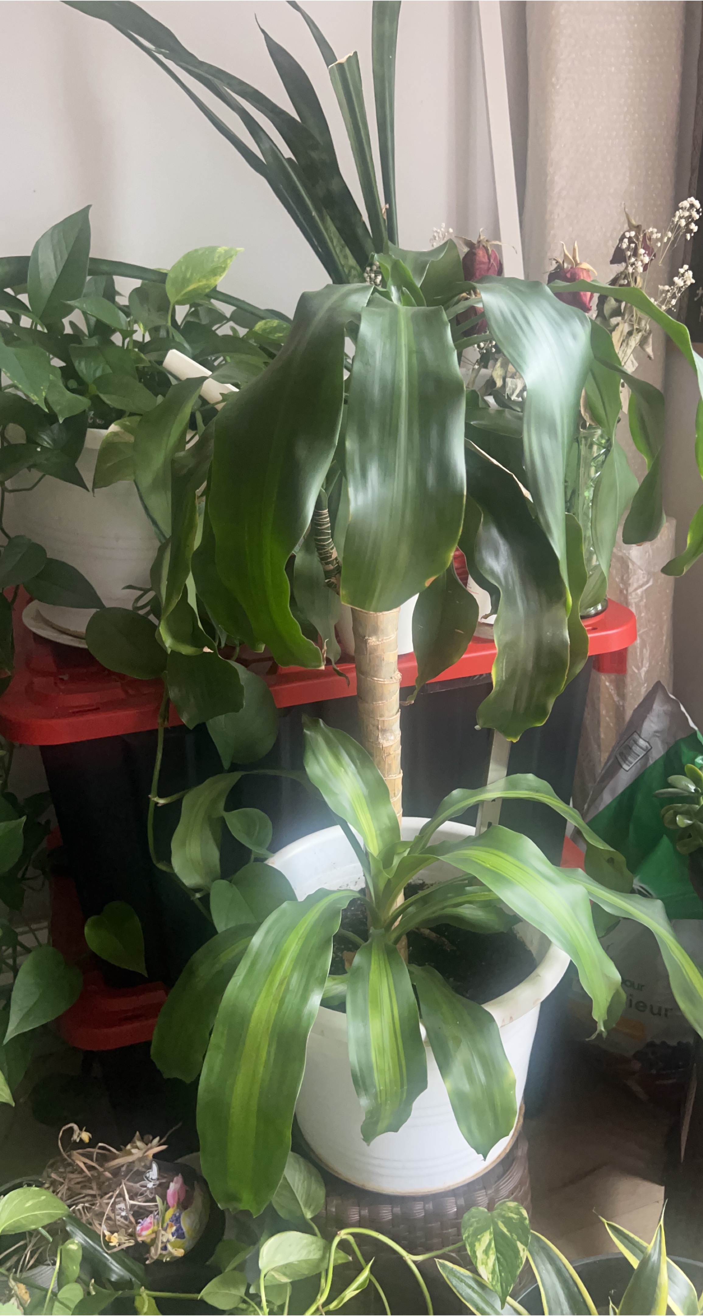 Potted houseplant