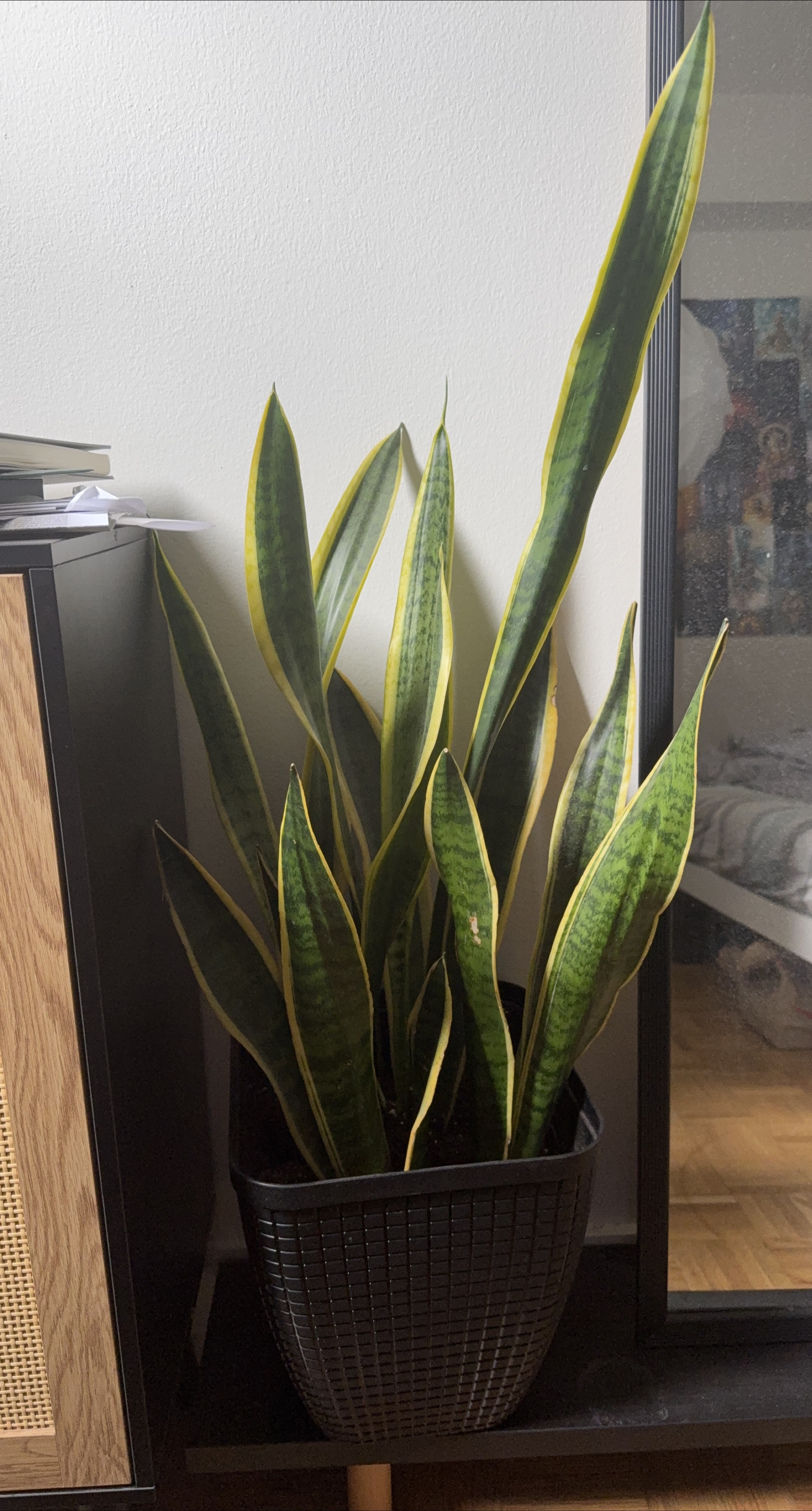 Snake Plant thumbnail