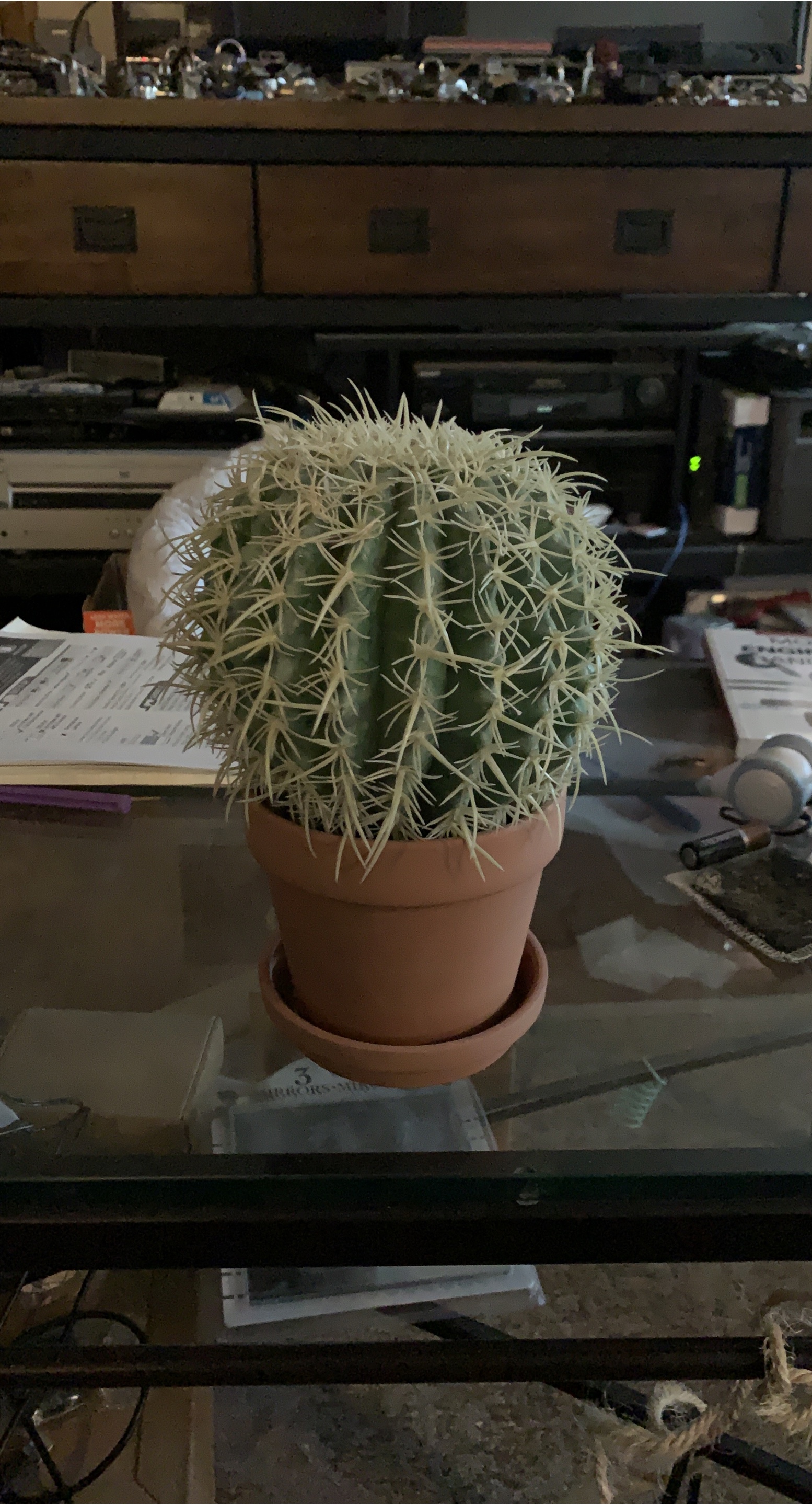 Cactus in Terracotta Pot