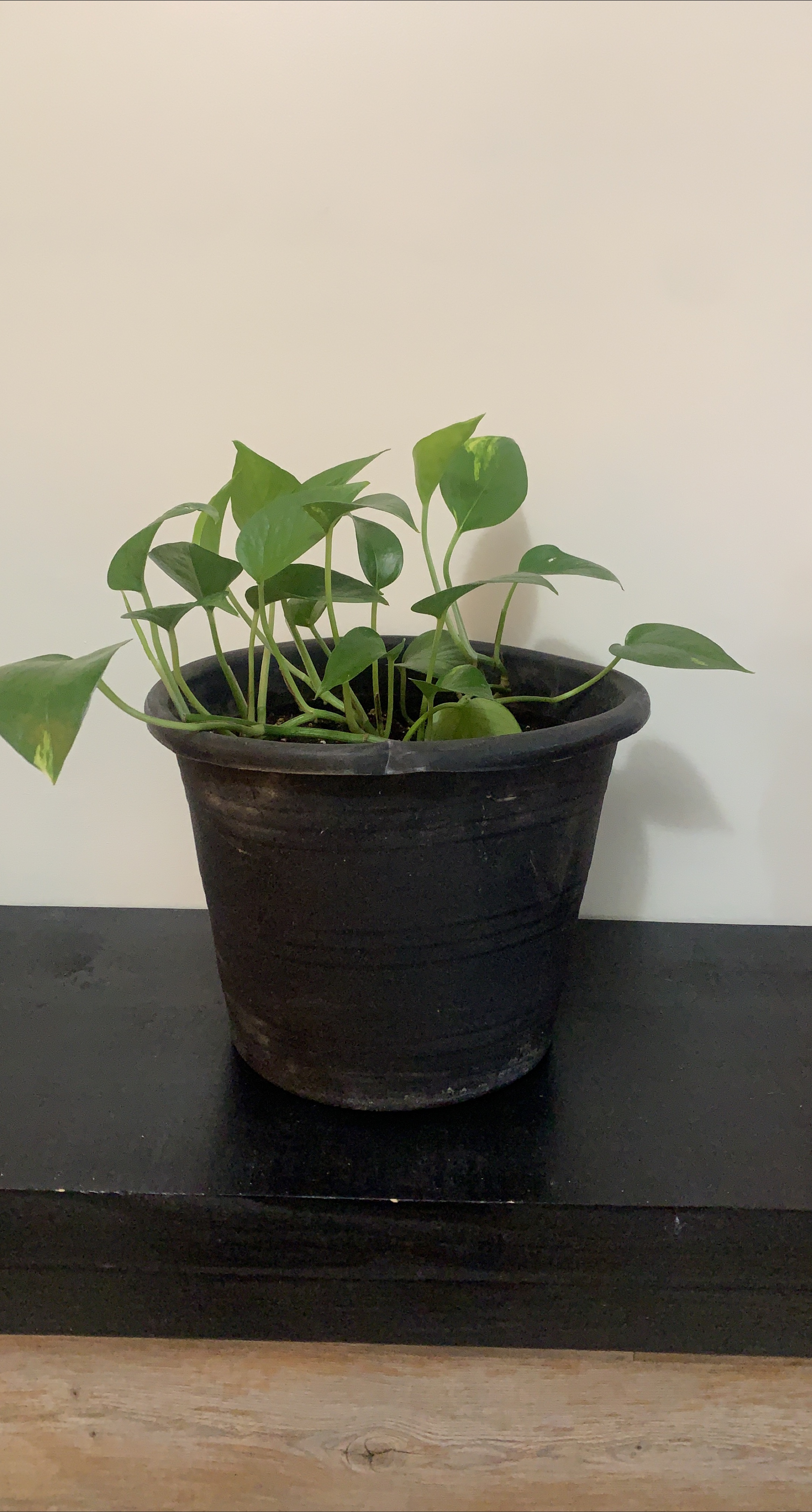 Potted Golden Pothos Plant