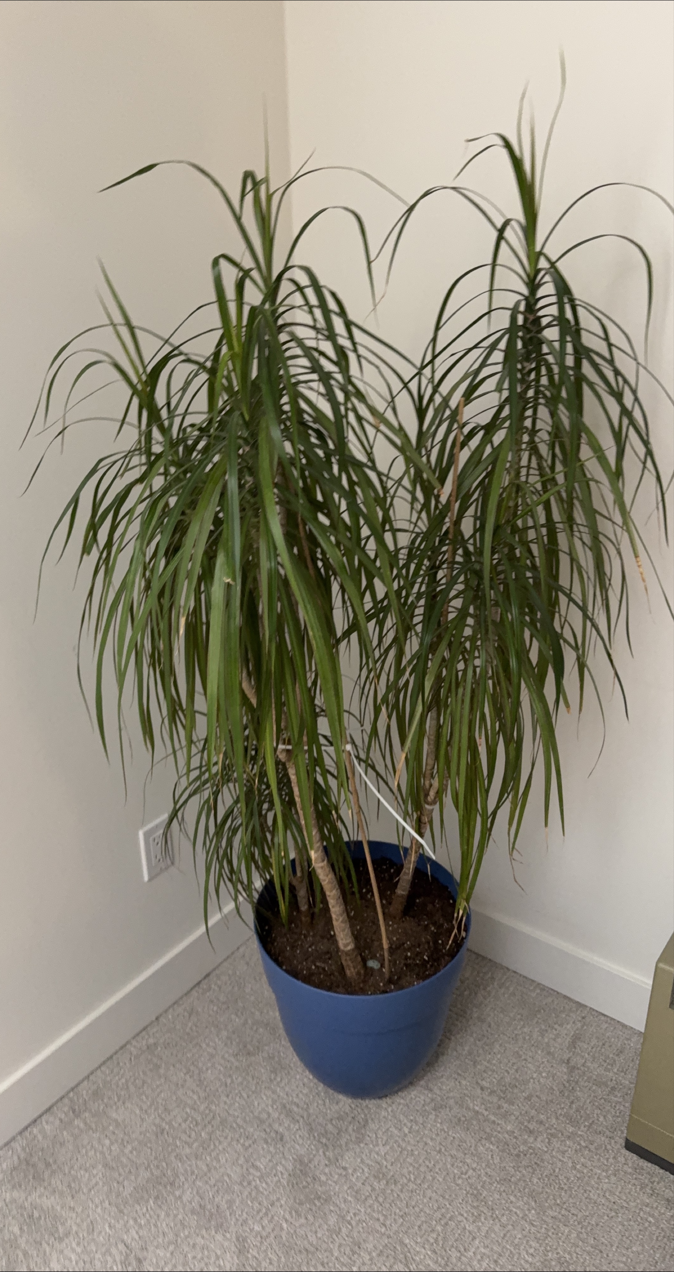 Dracaena Marginata Plant thumbnail