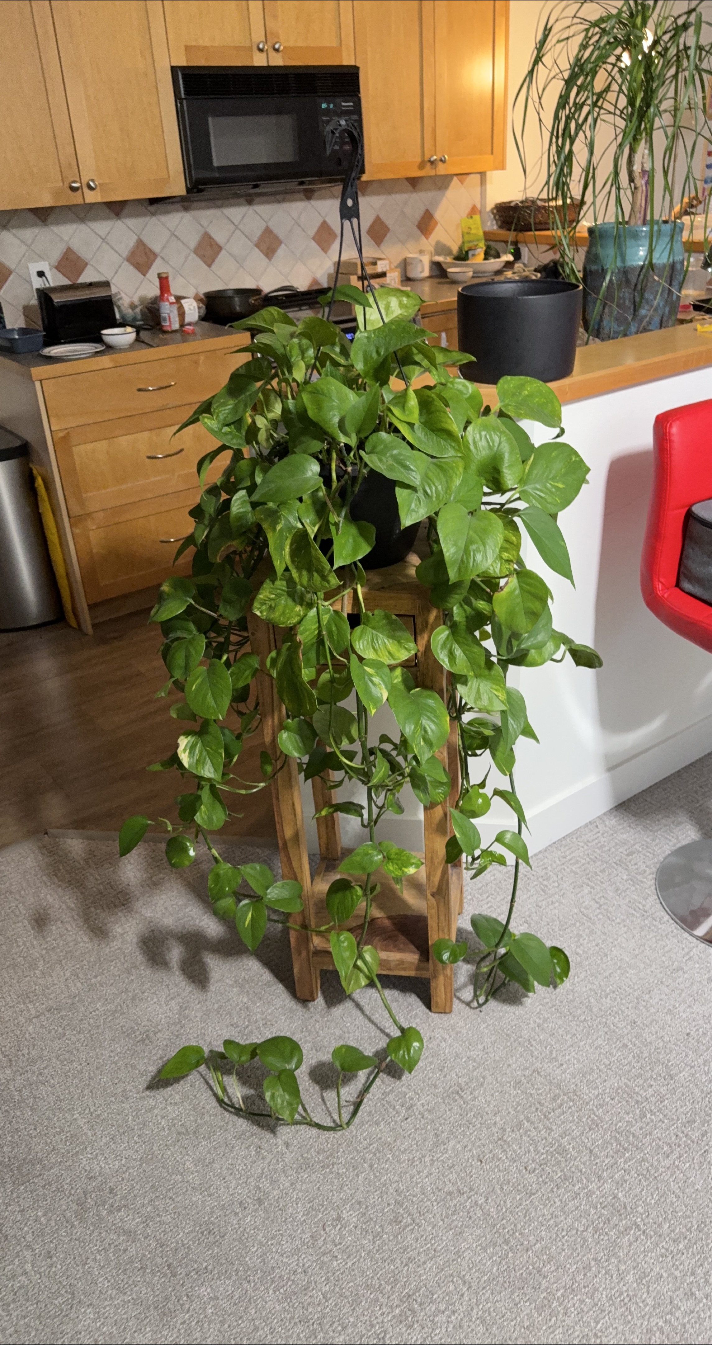 Pothos Plant with Stand thumbnail
