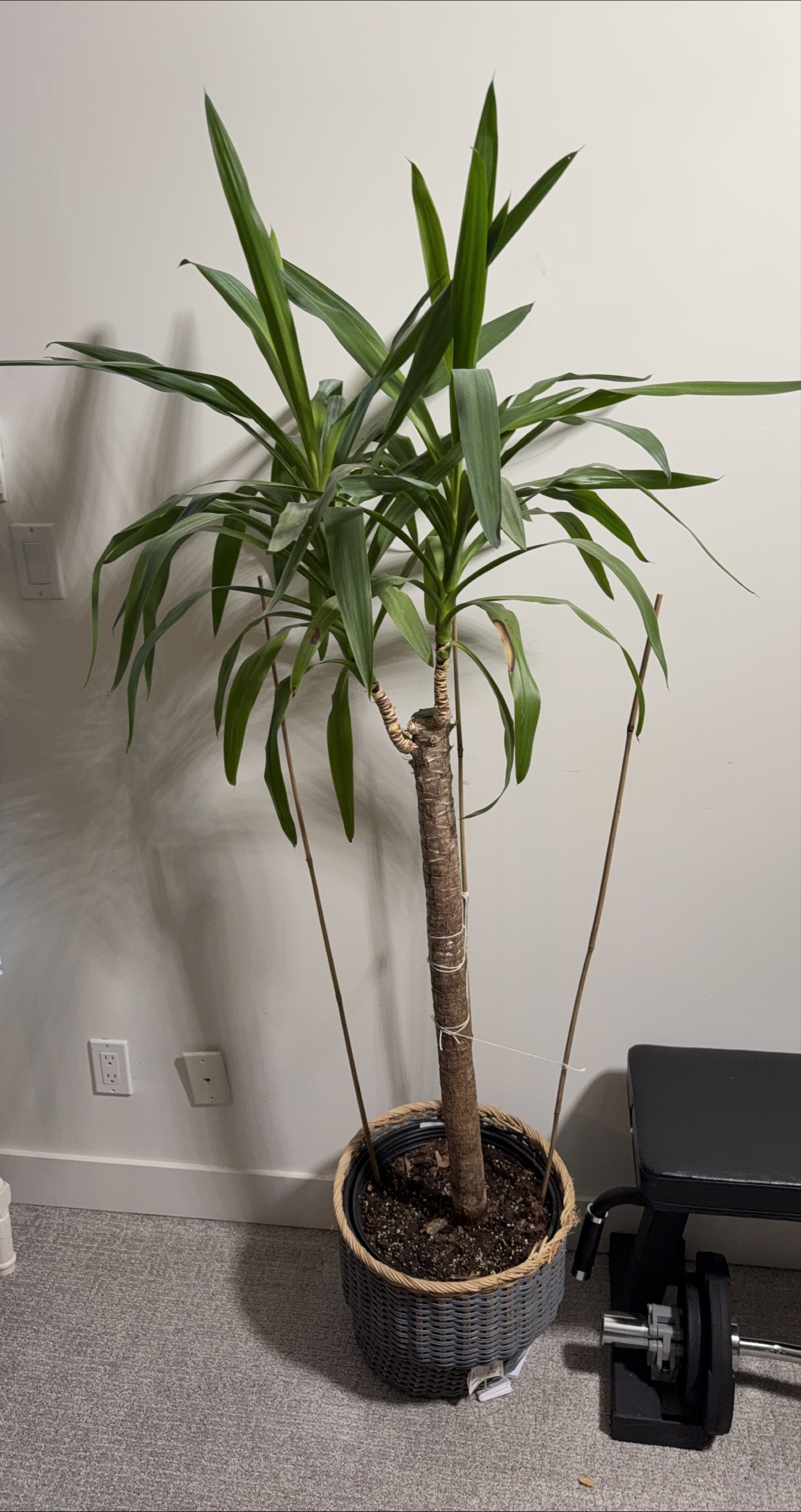 Yucca Plant in Wicker Pot thumbnail