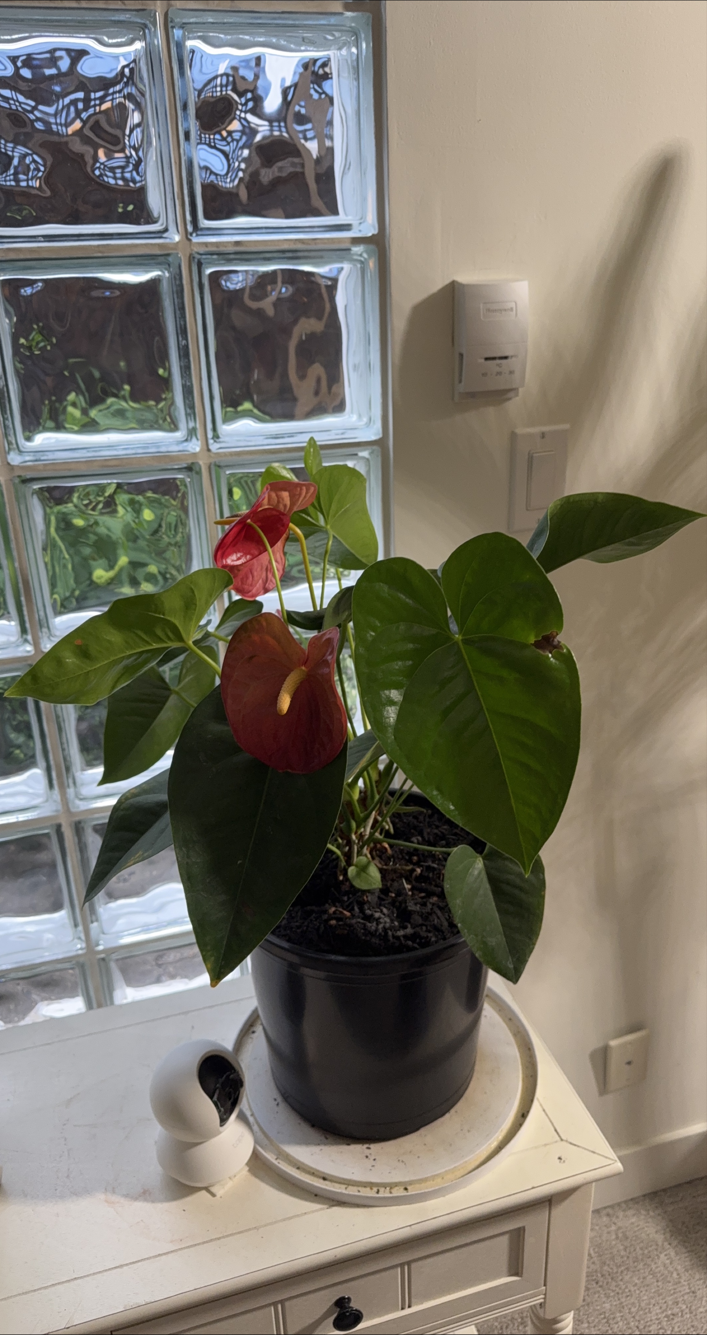 Anthurium Plant with Red Flower thumbnail